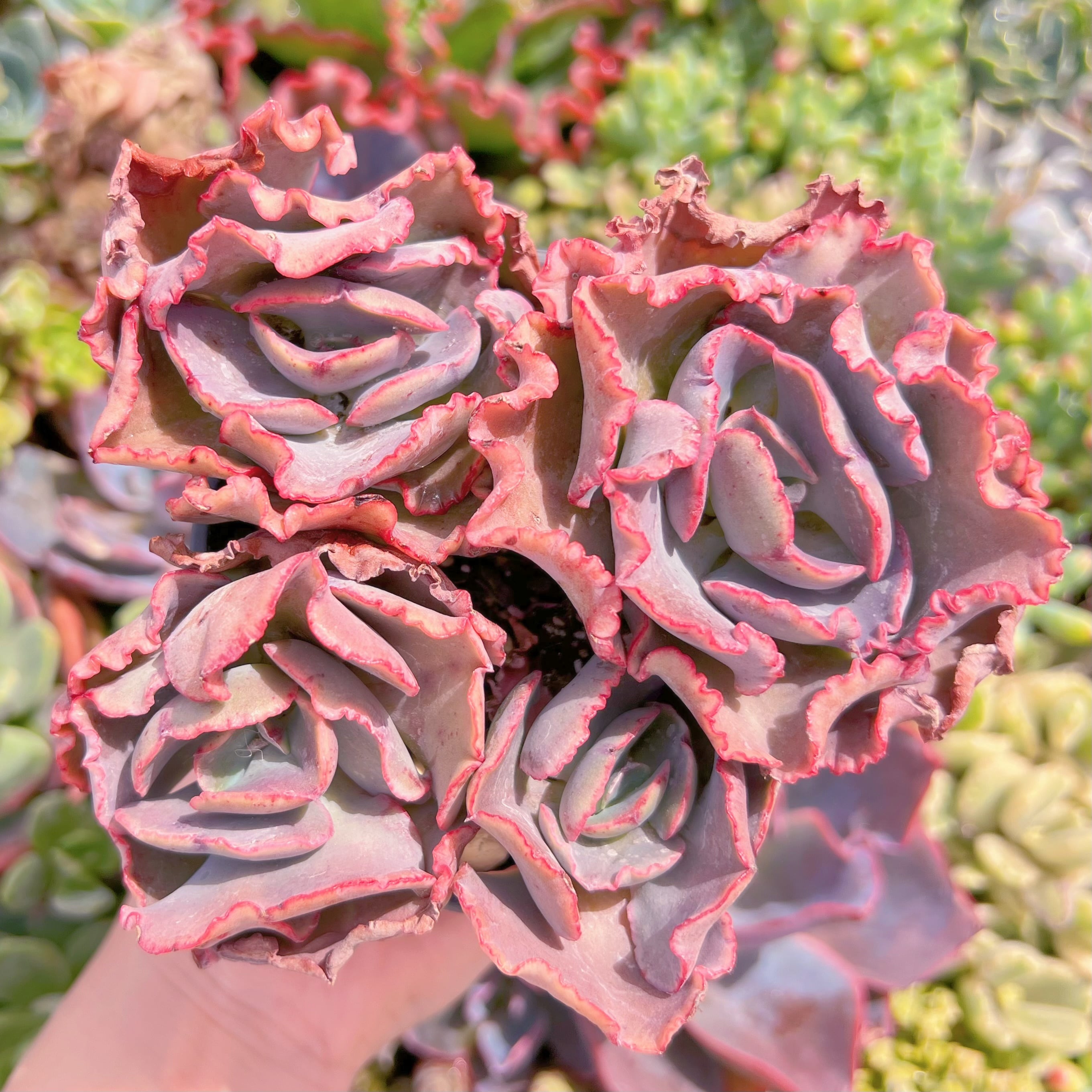 現品　女王の花笠#K438　大群生　るる農園