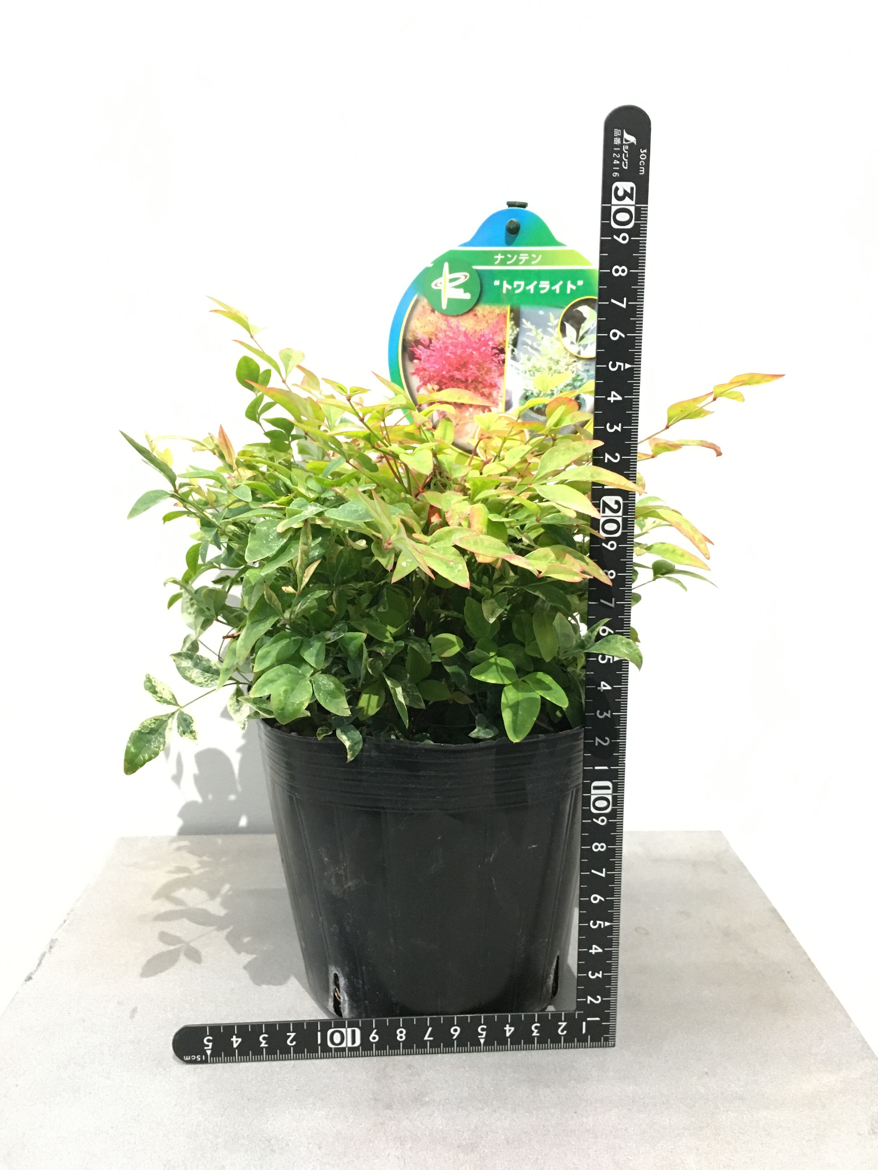 ナンテン トワイライト Protoleaf プロトリーフ