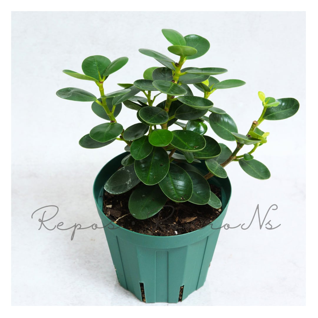 コパンダガジュマル(4号)希少 珍しい パンダガジュマル ガシュマル 観葉植物 ギフト 贈り物 お祝い