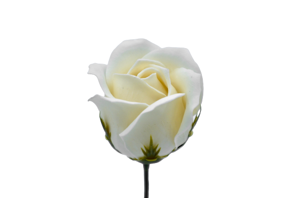 ゴールドバラG-I1 薄アイボリー(15輪入りor25輪入り)