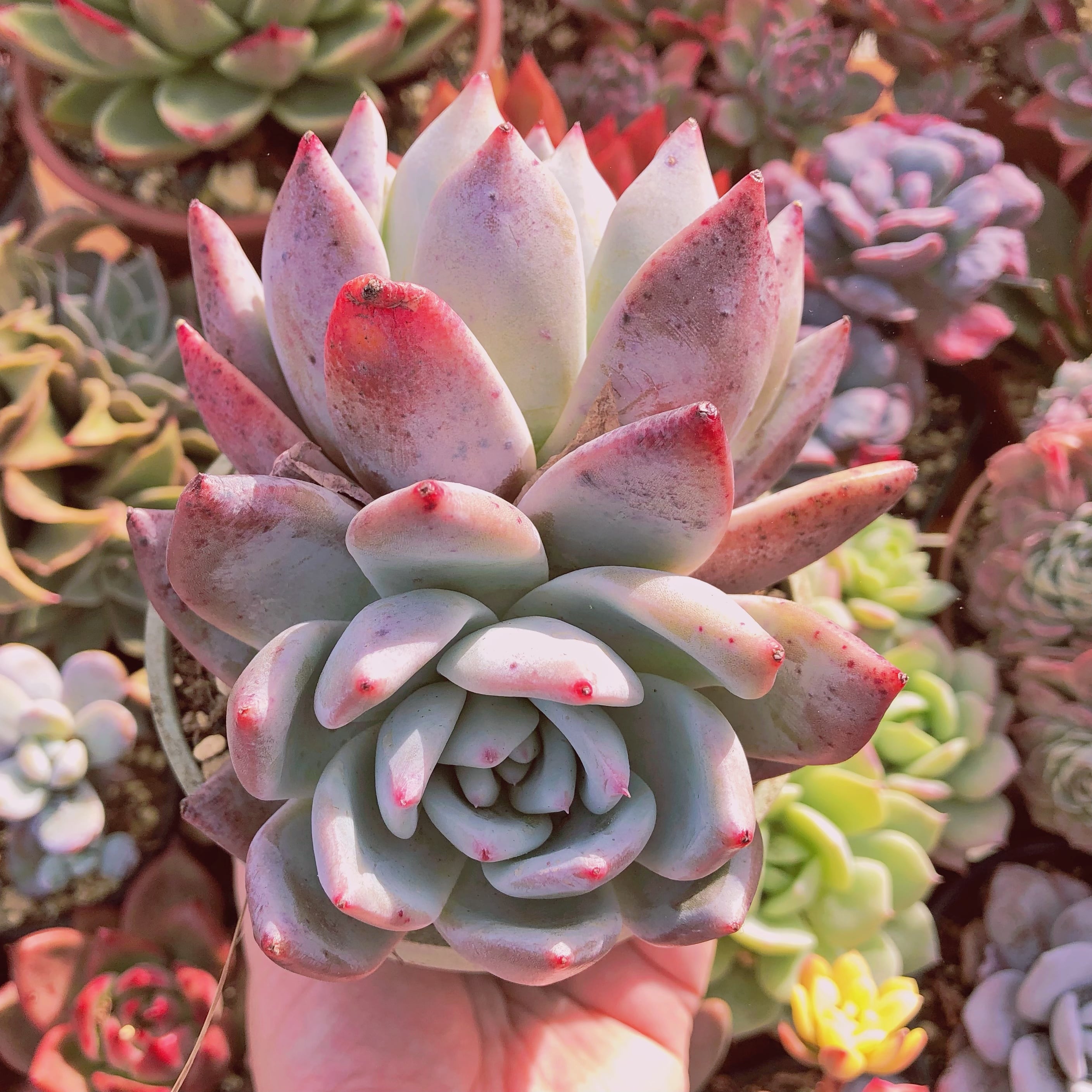 多肉植物　シロクマ(Echeveria 'Shirokuma')特大群生　12センチ鉢