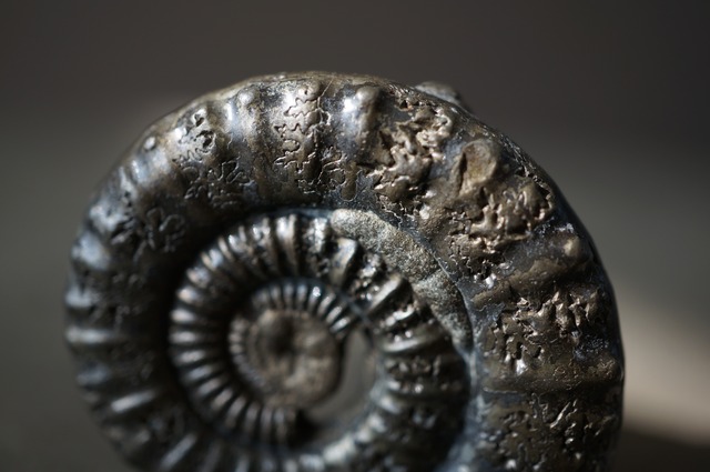 イギリス産黄鉄鉱化アンモナイト  Pyritized Ammonite 2312