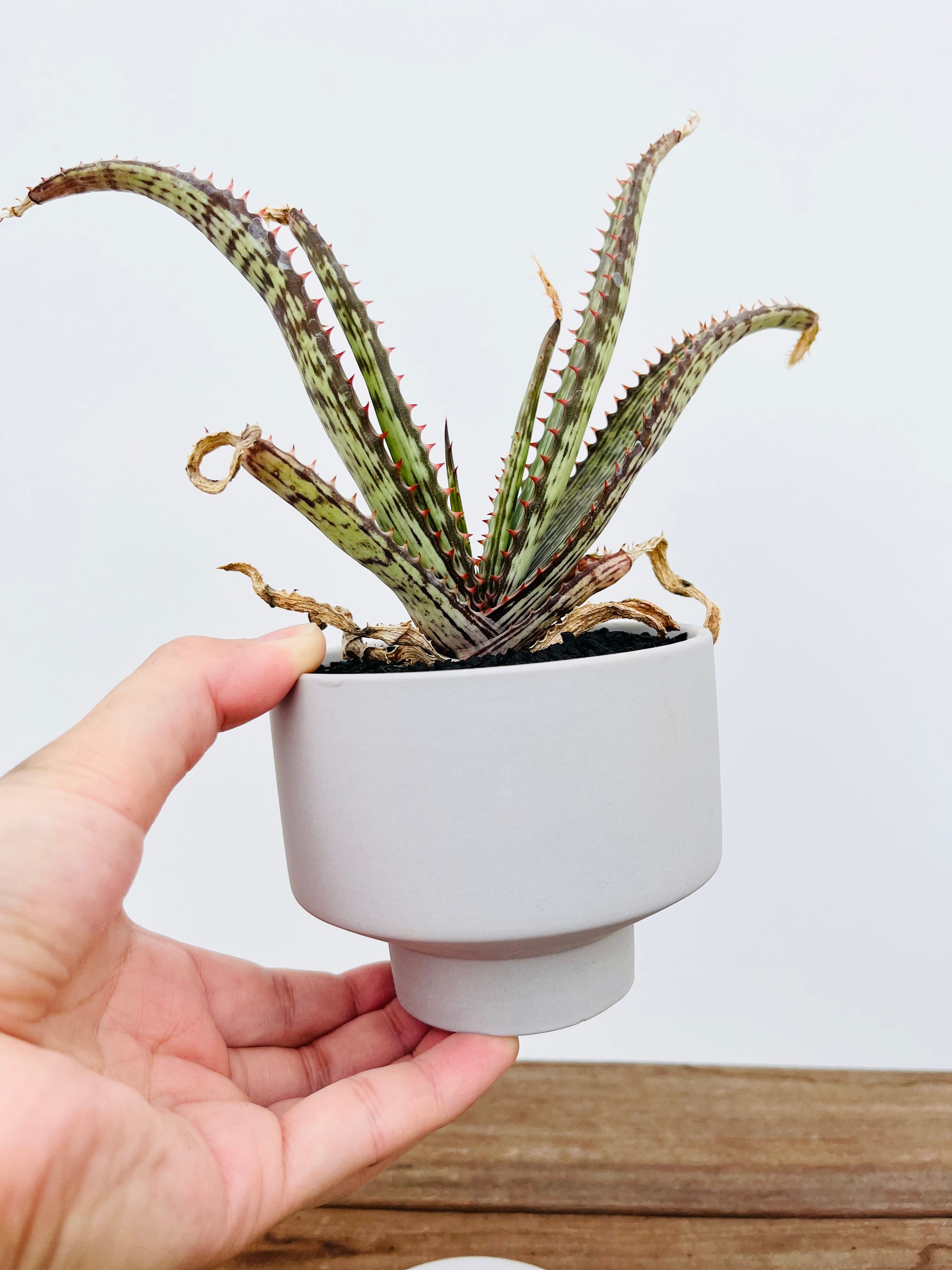 Aloe branddraaiensis アロエ ブランドレイエンシス | plants MARU