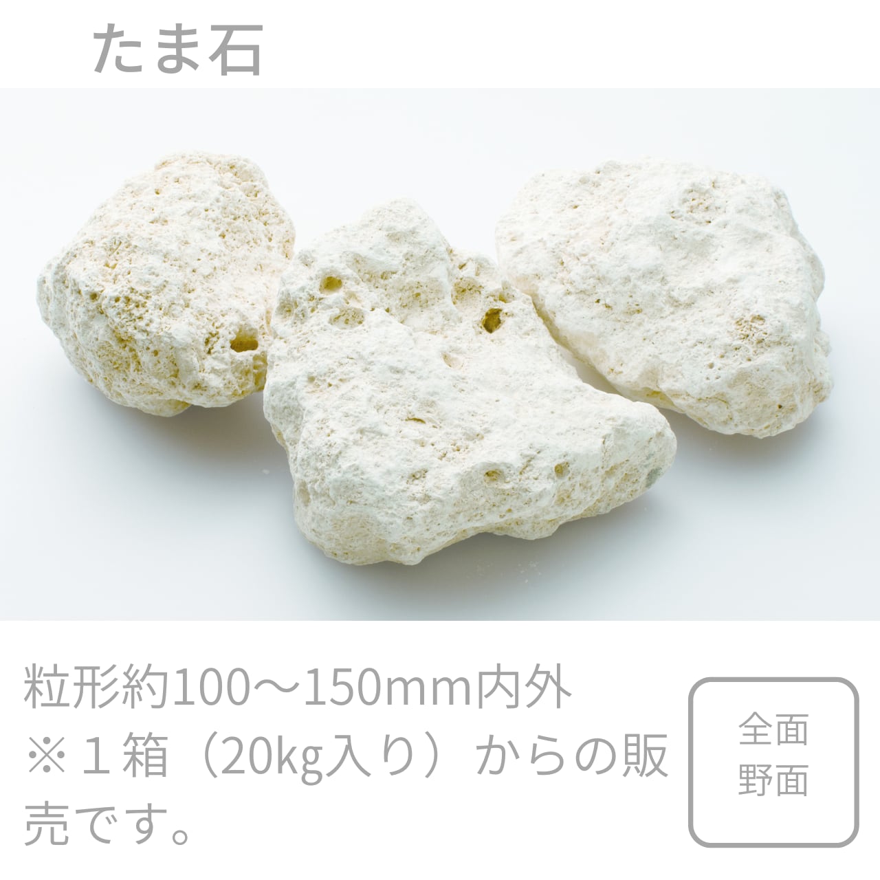 琉球石灰岩 鉢植え 約17㎝×約19㎝