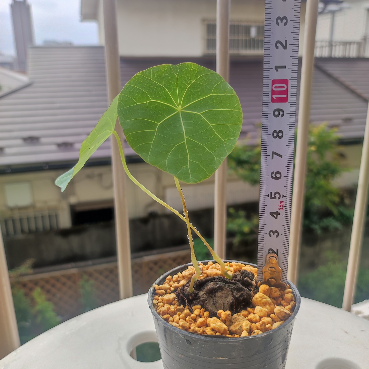 Stephania kaweesakii /ステファニア・カウィーサキ④