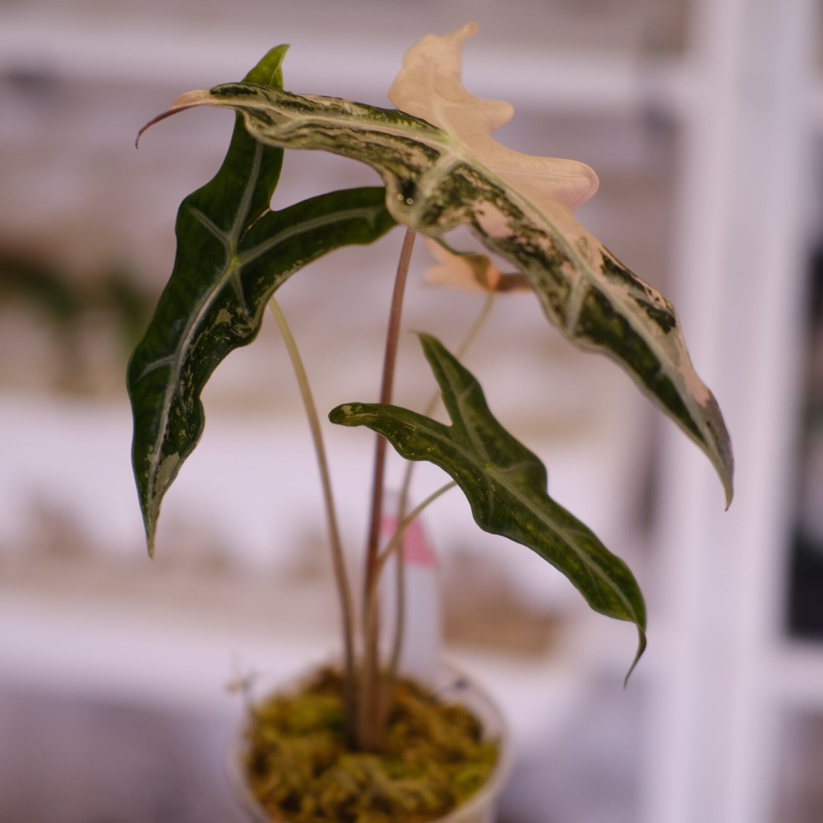 アロカシア ノビリス ピンク“K” ② frome Mason アロカシア ノビリス ピンク“K” ② frome Mason アロカシア