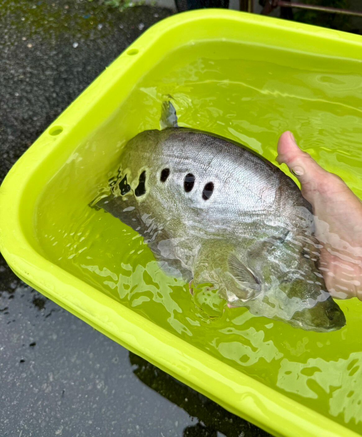 アルビノ スポッテッド ナイフフイッシュ 約40cm 【公式通販】
