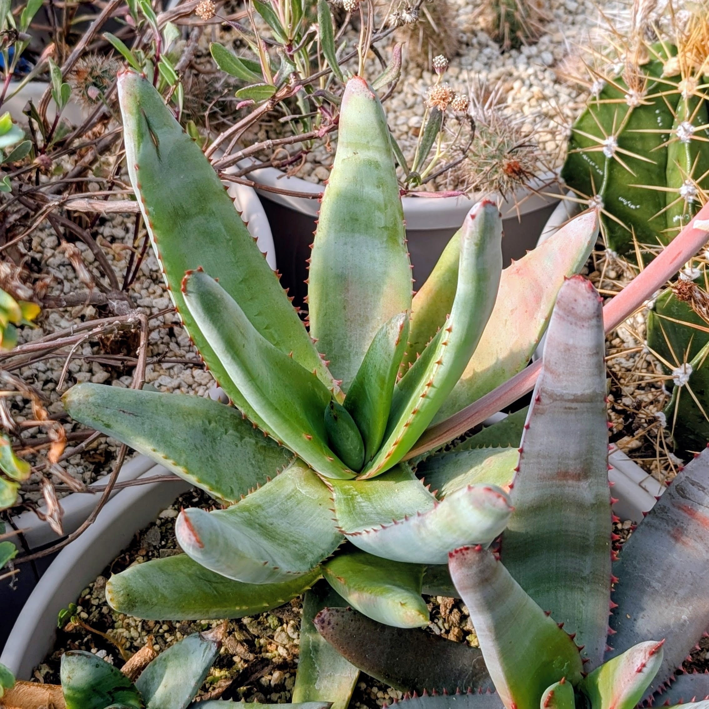 ALOEさま専用 種子(大容量お得パック)/50粒】Aloe pachydactylos (SW of Antsirabe