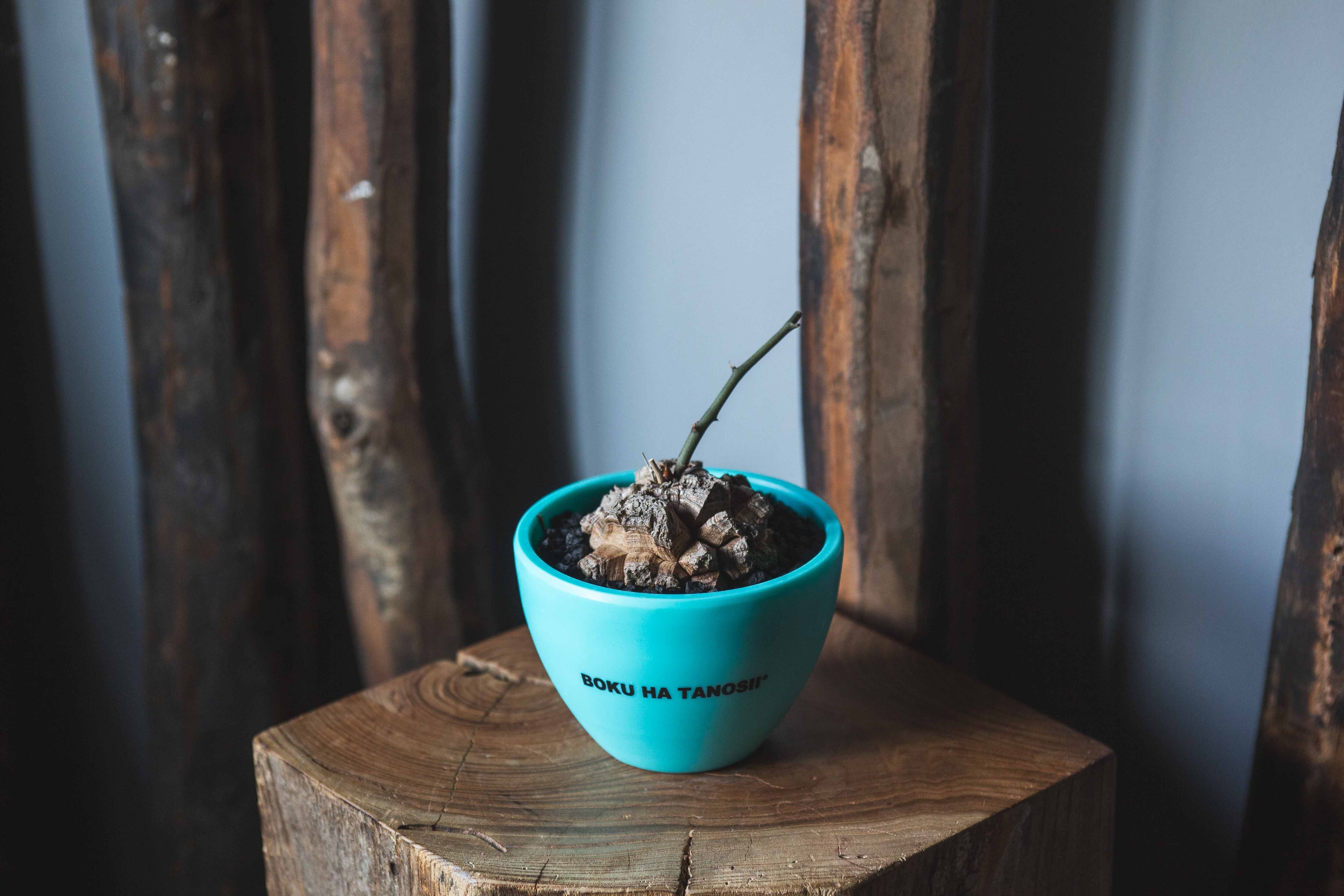 【新作】亀甲竜 × ボクタノ鉢【BOKU HA TANOSII】Dioscorea elephantipes