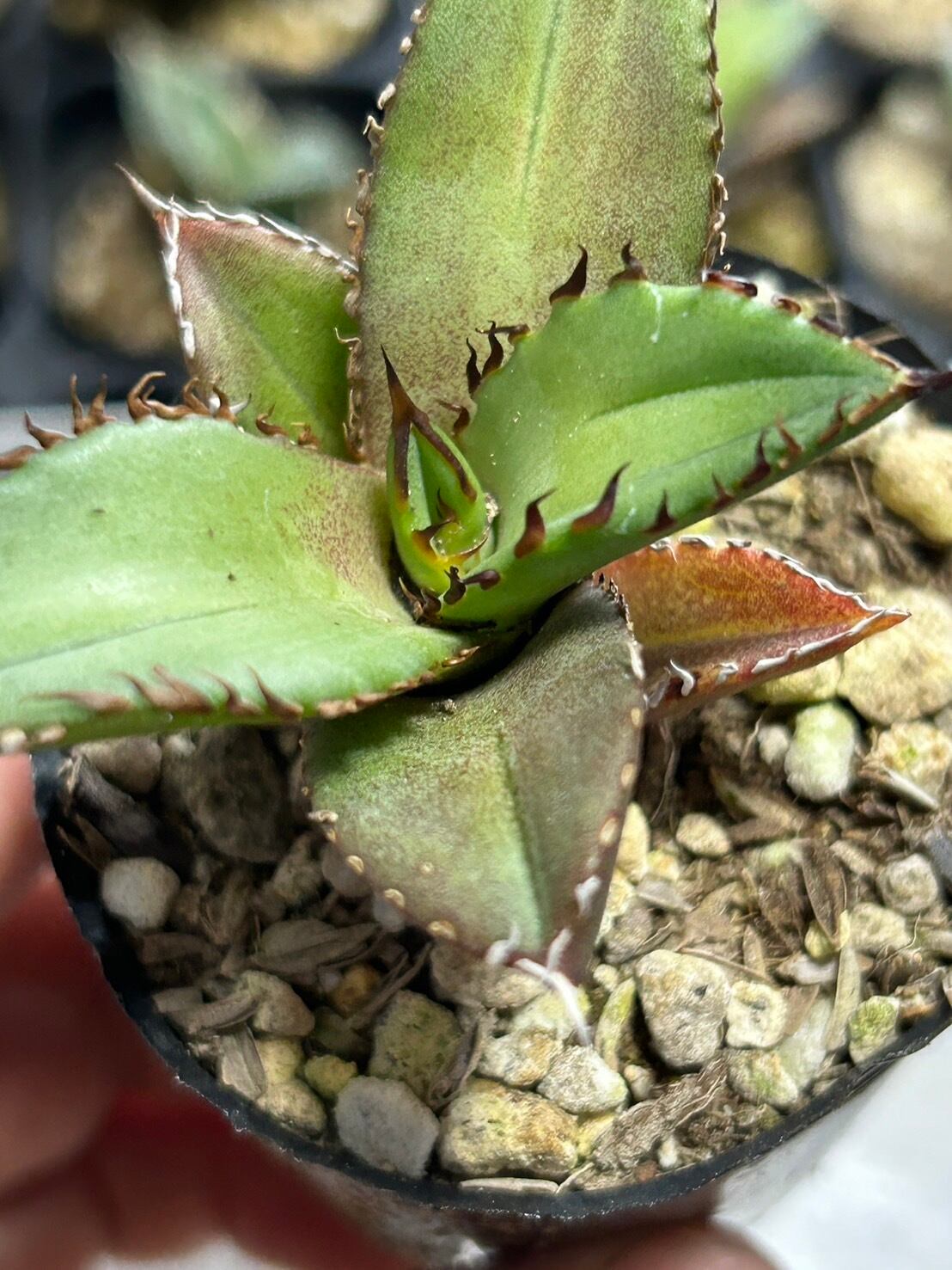 【 18 】oteroi seedling ②