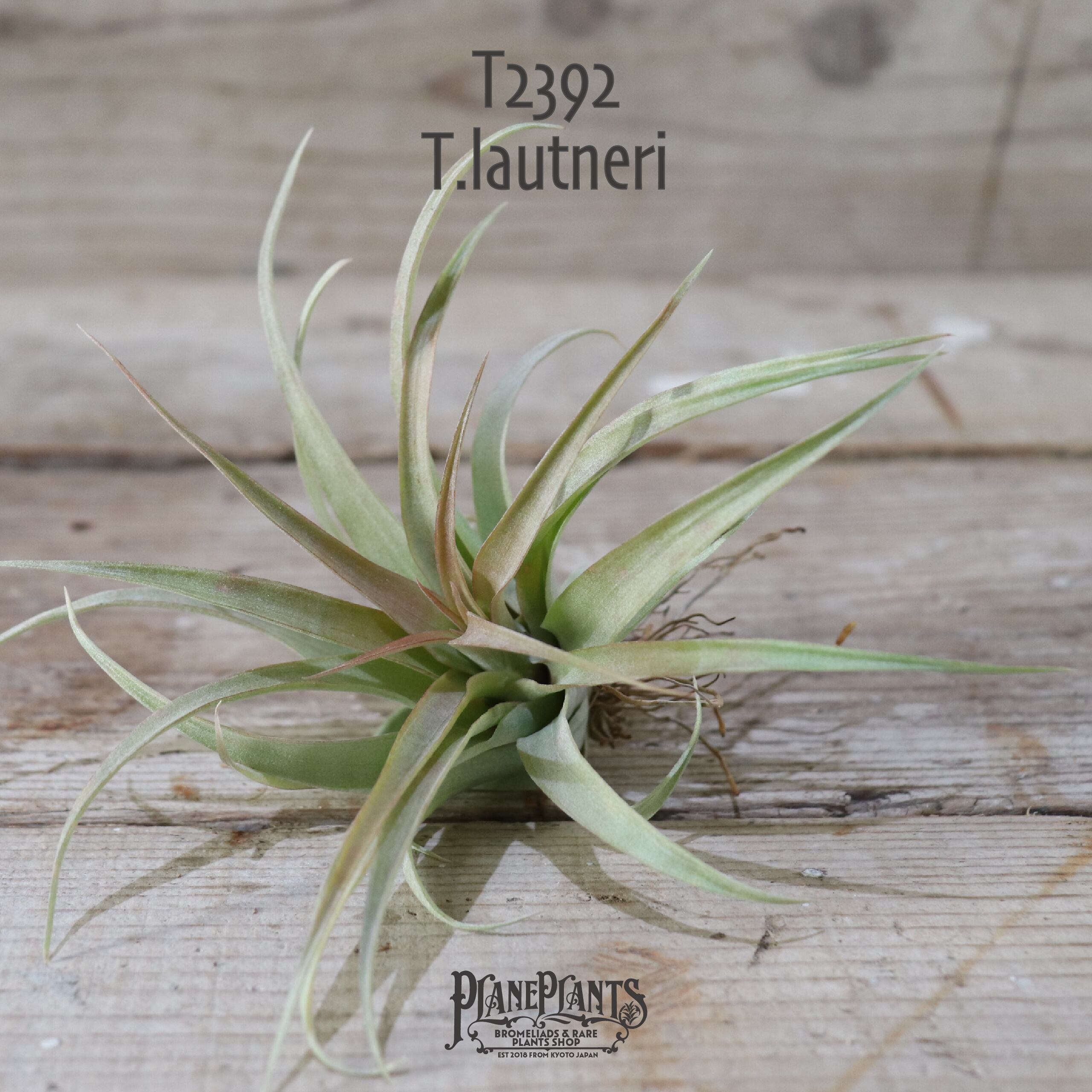 【送料無料】lautneri M〔エアプランツ〕現品発送T2392