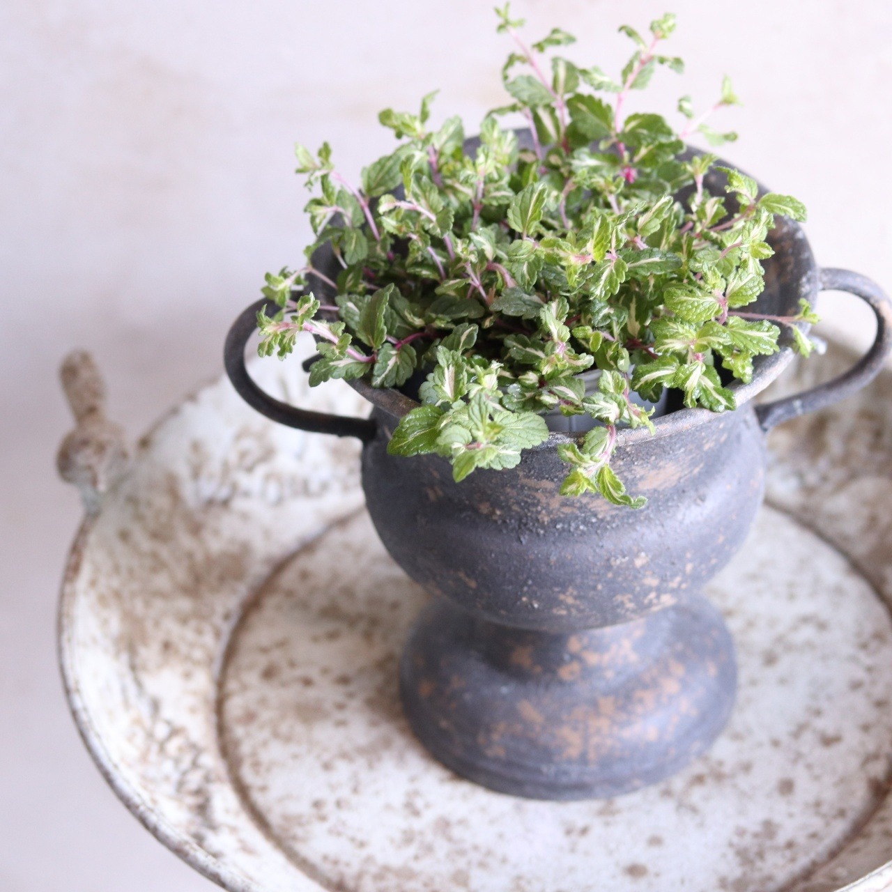 mondimanche 宿根草　ベロニカレッドラインコンパクター｜丈夫　横に広がる　寄せ植え、お庭、花壇に植えると長く楽しめる