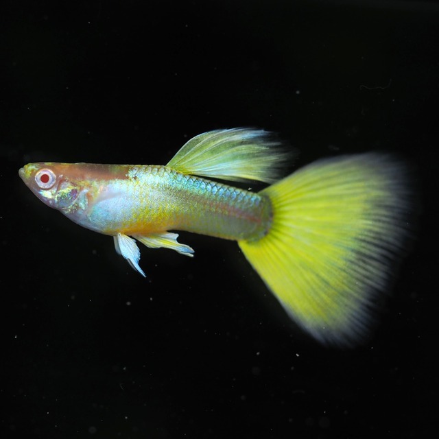 上物RREATaxi 2ペア＋おまけ若魚オス2匹