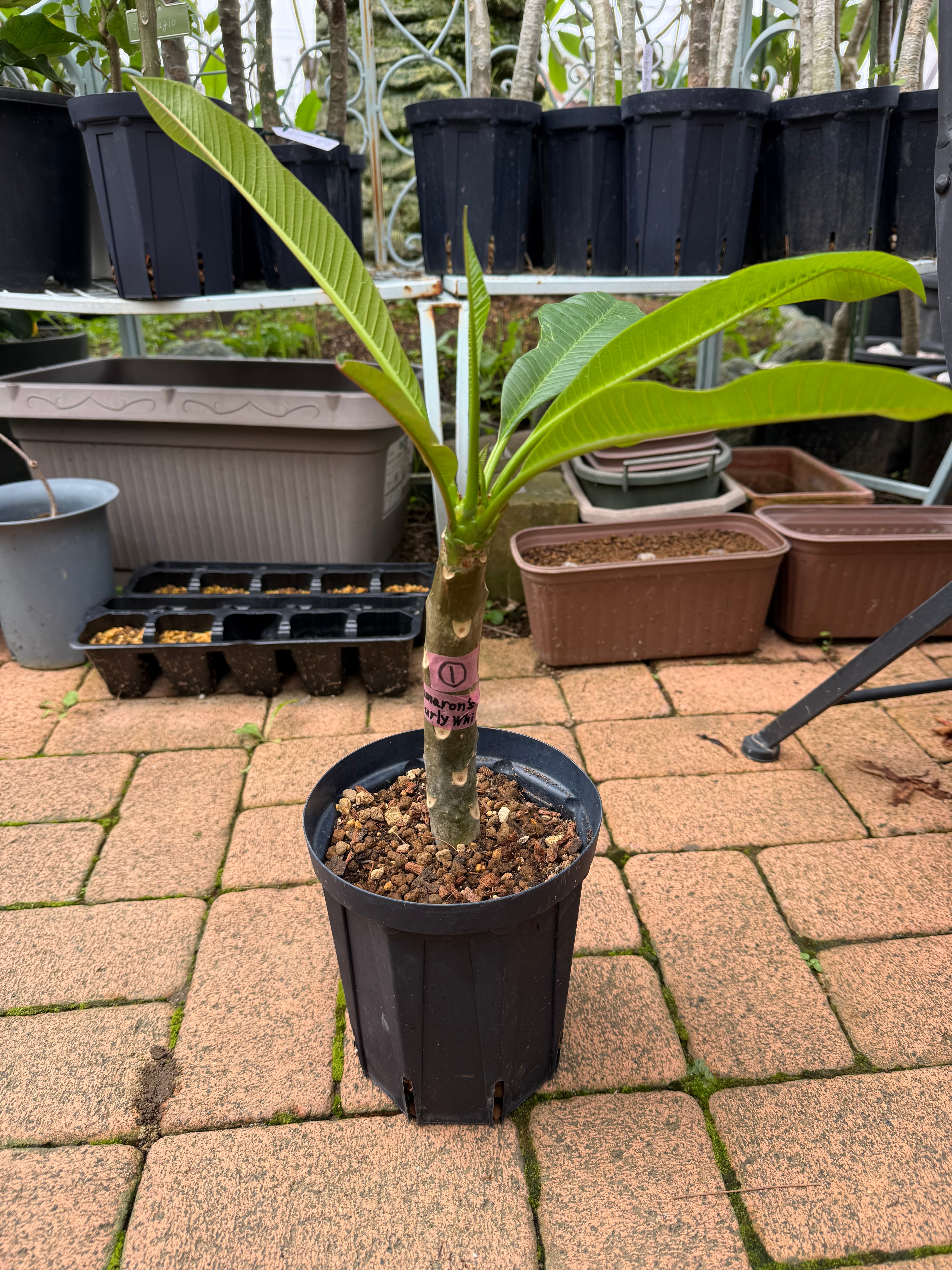 当園産】プルメリア希少品種“Ammaron's Curly White” 5号pot（発根苗