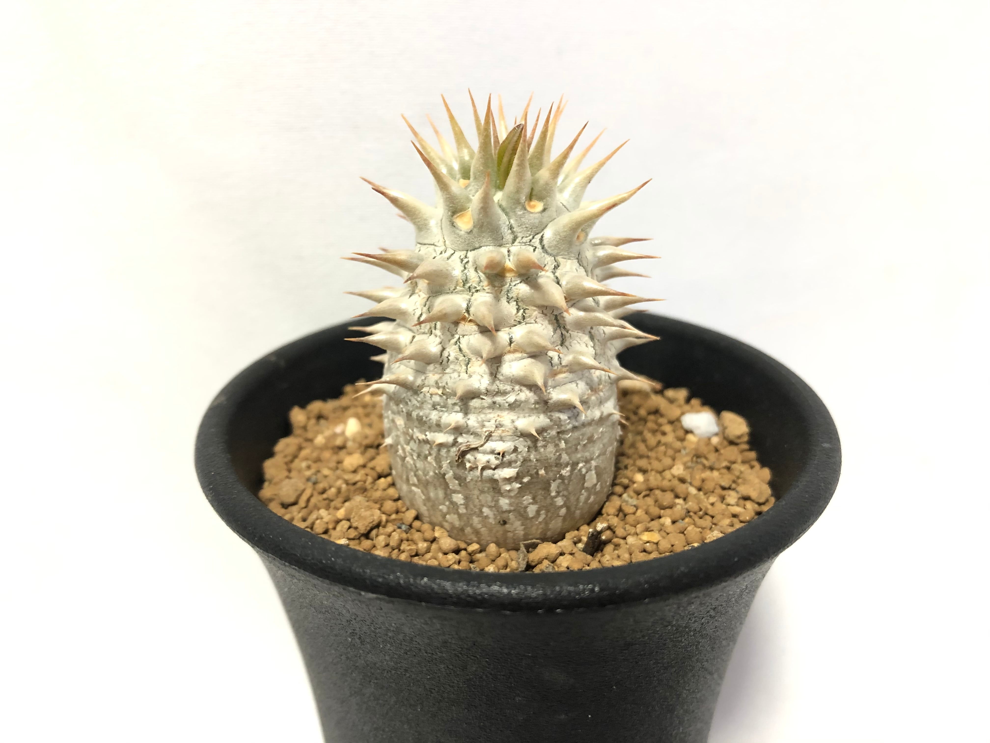 Pachypodium Densiflorum　パキポディウム　デンシフローラム　シバ女王の玉櫛 塊根植物 コーデックス | plants MARU  ー 多肉植物・サボテン・園芸グッズのお店 ー powered by BASE