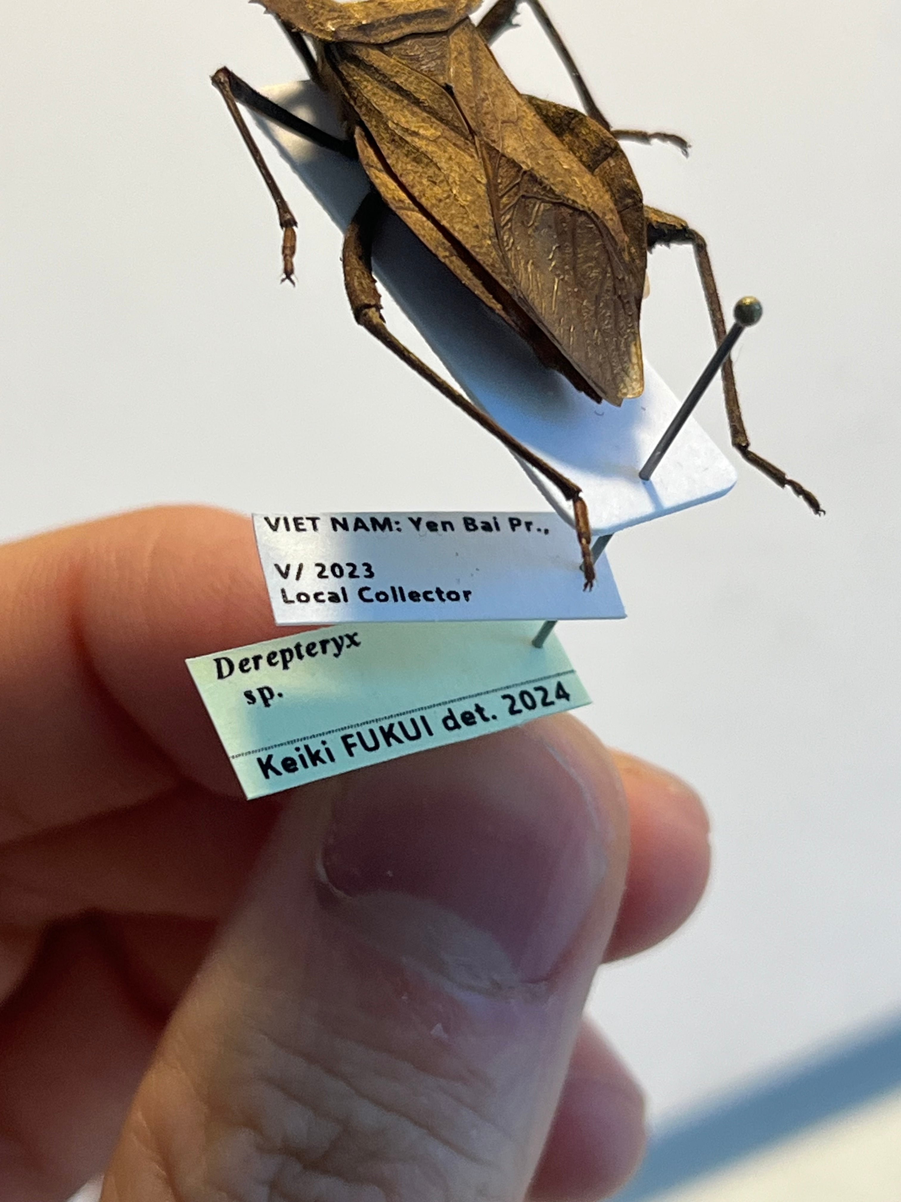 極美展足】オウサマヘリカメムシに酷似のカメムシ サシガメ甲虫昆虫