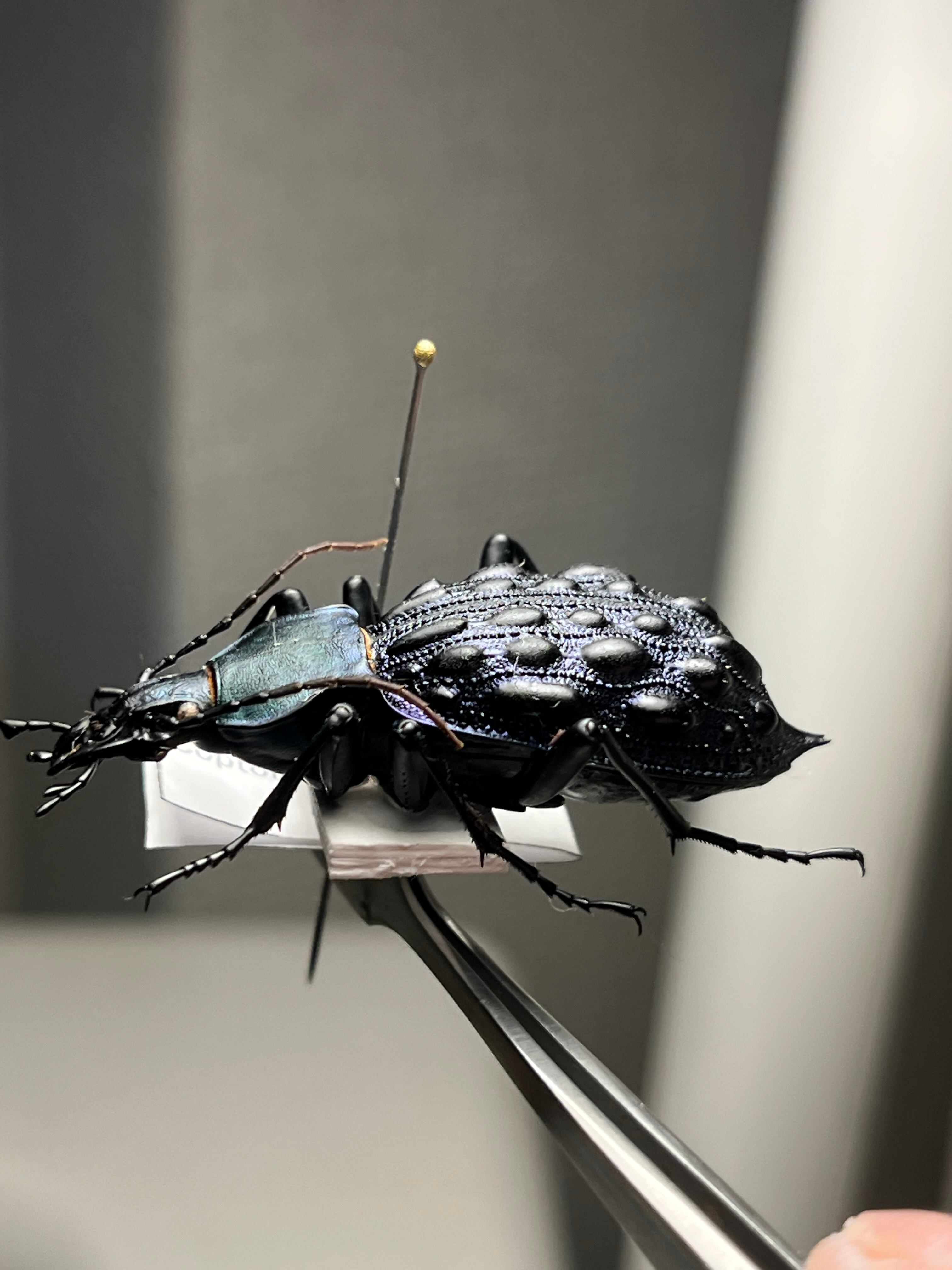 41mm】Coptolabrus pustulifer ssp.オサムシ イボカブリモドキ標本
