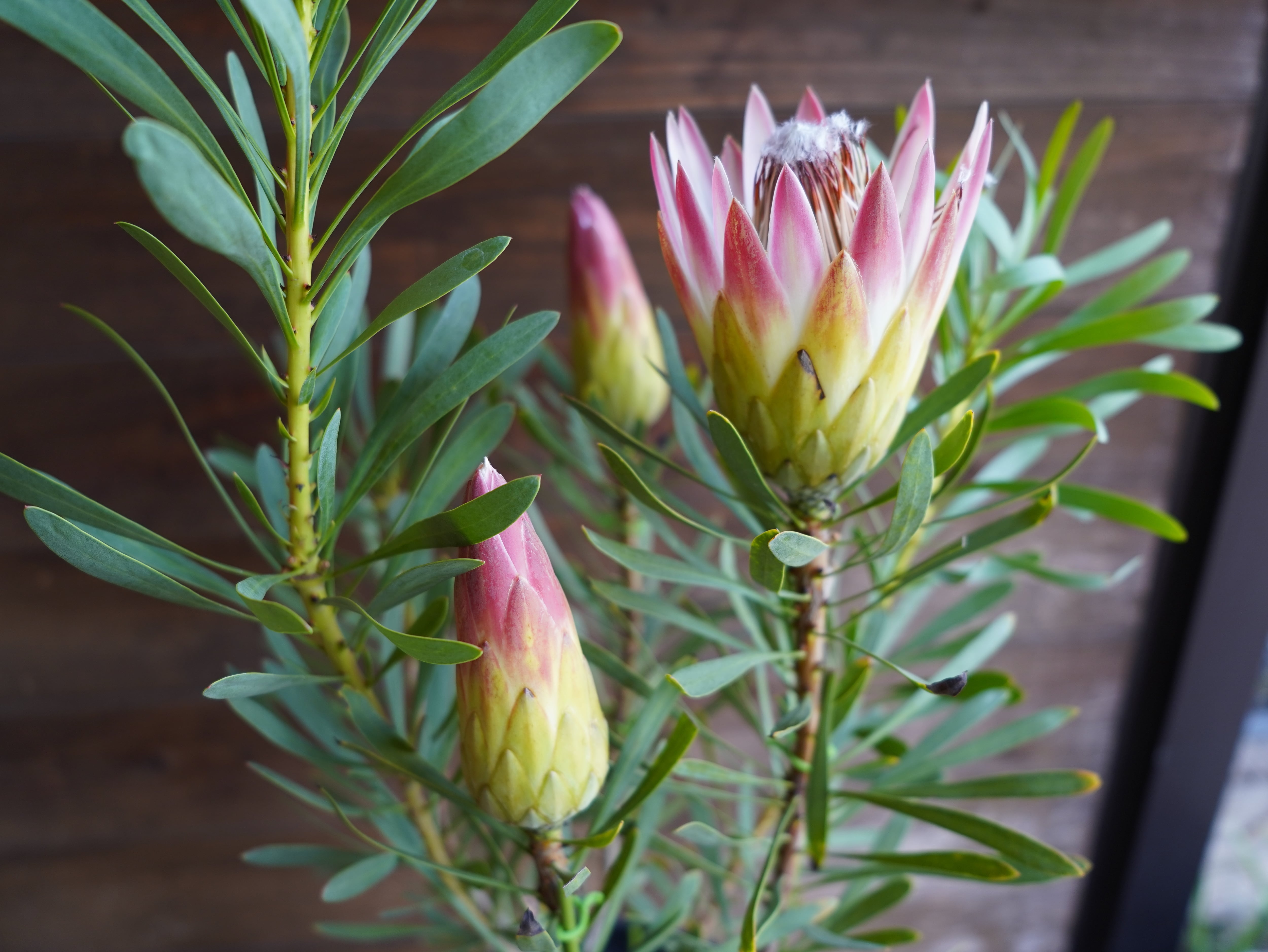 【現物】プロテア　”ルビーブラッシュ”　