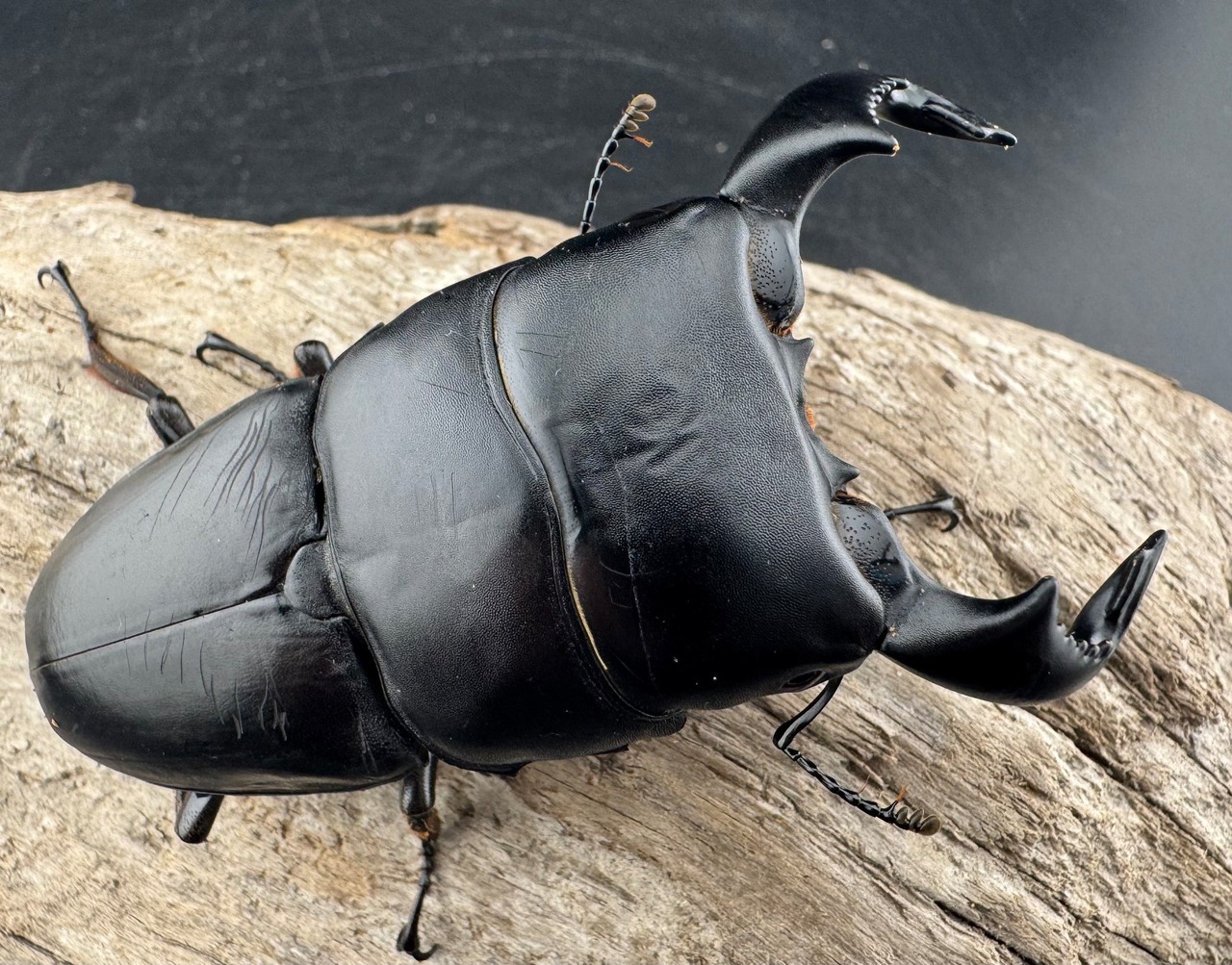 【WD】《ダイオウヒラタ 東ジャワ産 84.5mm ペア》