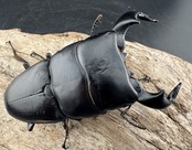 【WD】《ダイオウヒラタ 東ジャワ産 84.5mm ペア》