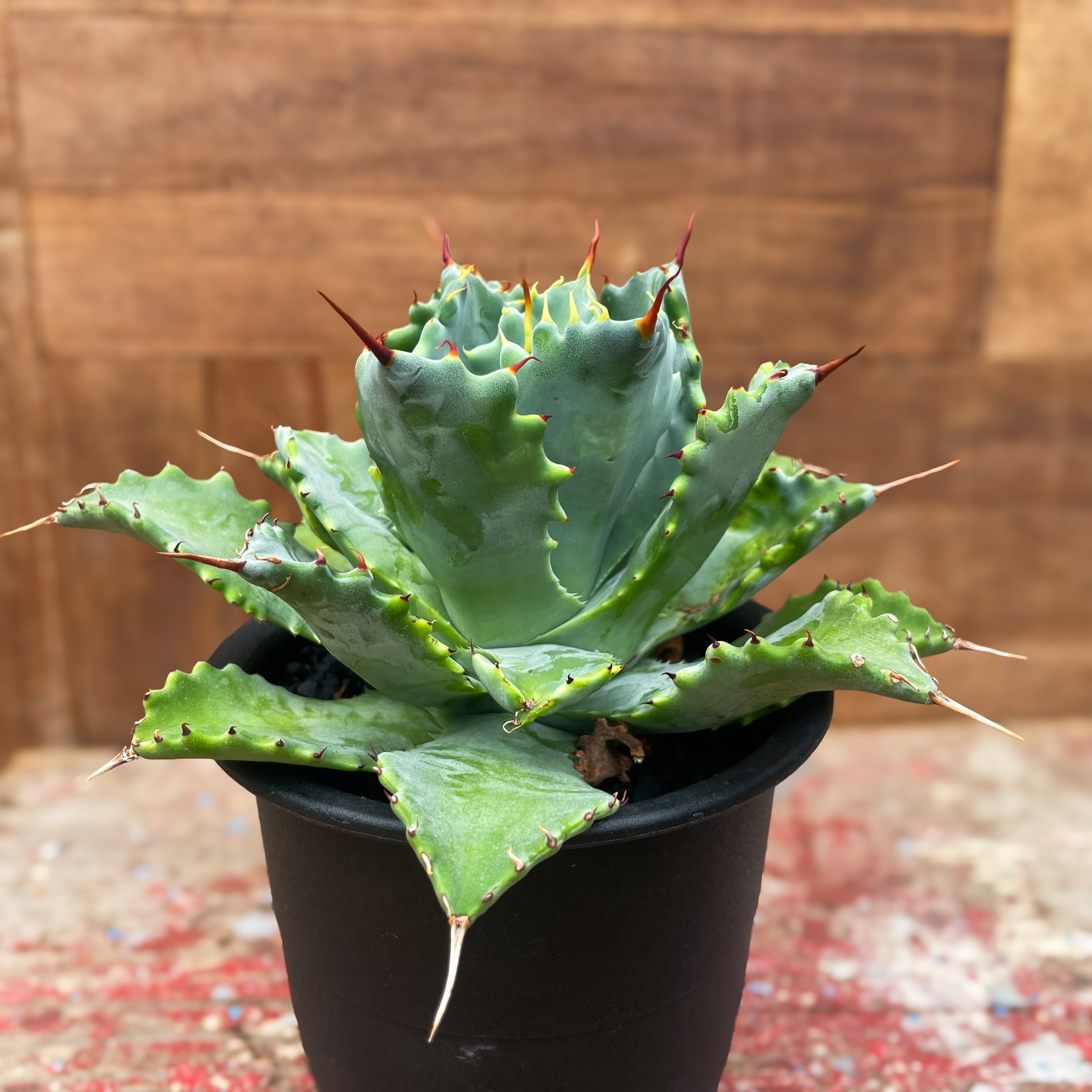 アガベ イシスメンシス Agave Isismensis 【公式通販】