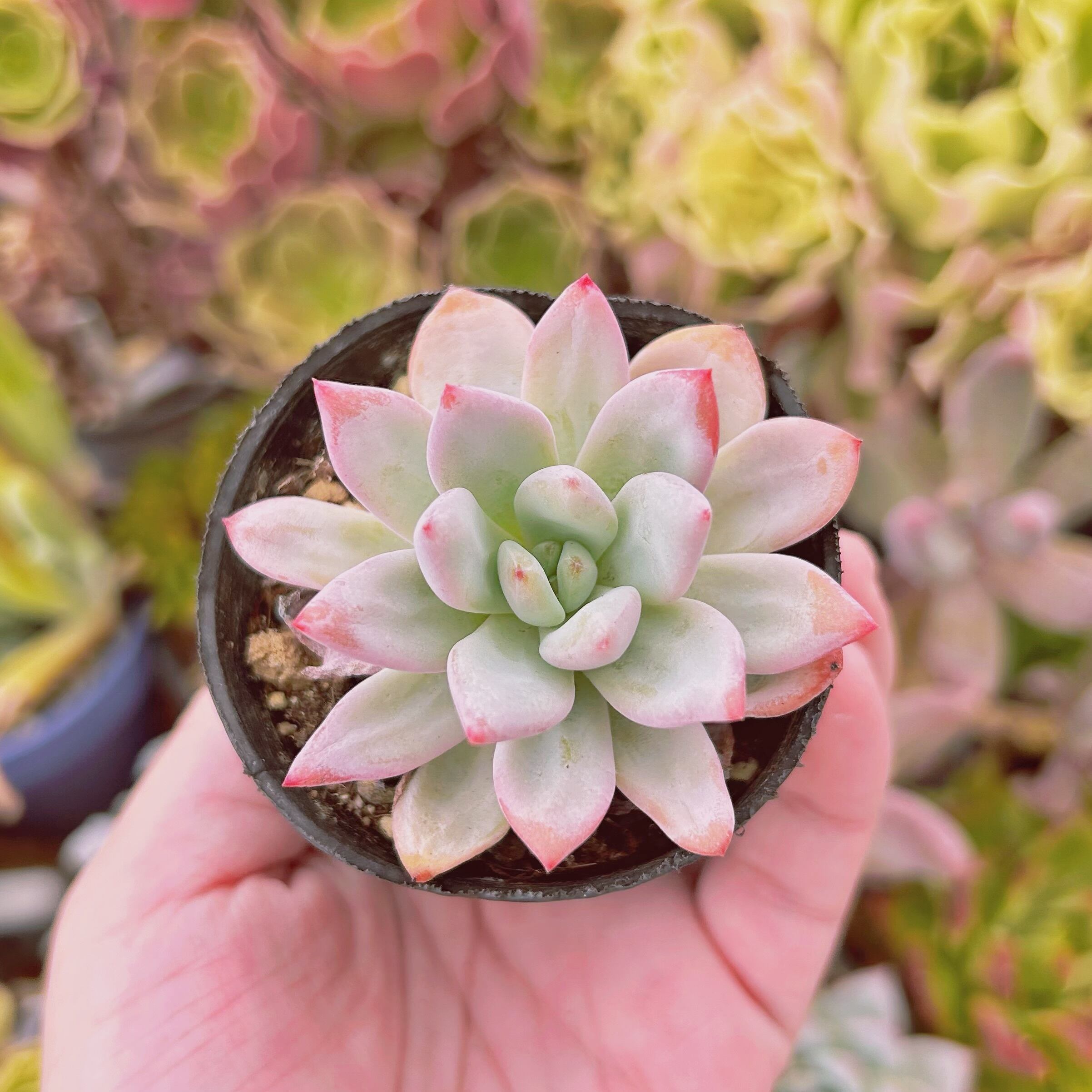 現物　多肉植物　Echeveria   星雪　抜き苗