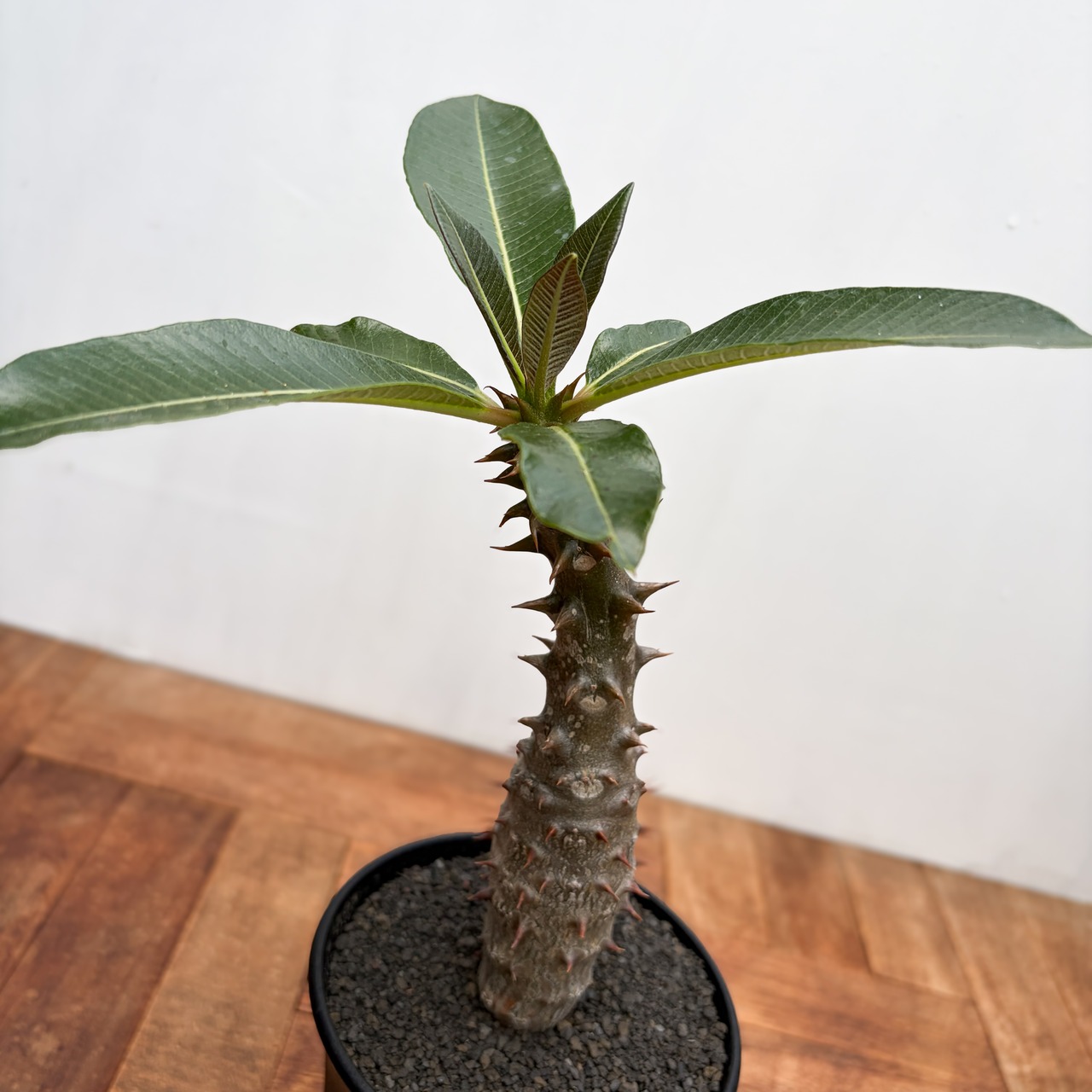Pachypodium baronii【パキポディウム・バロニー・実生】