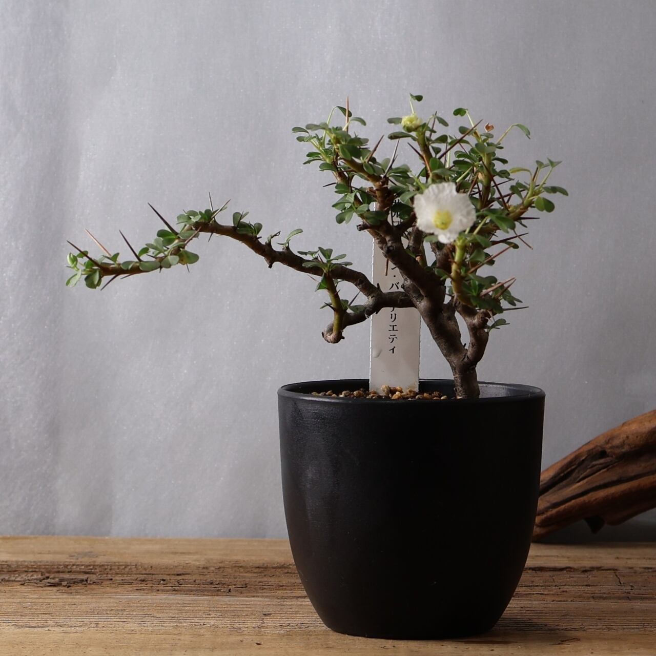 337トゲの中に映える白花『モンソニア バンデリエティアエ』観葉植物