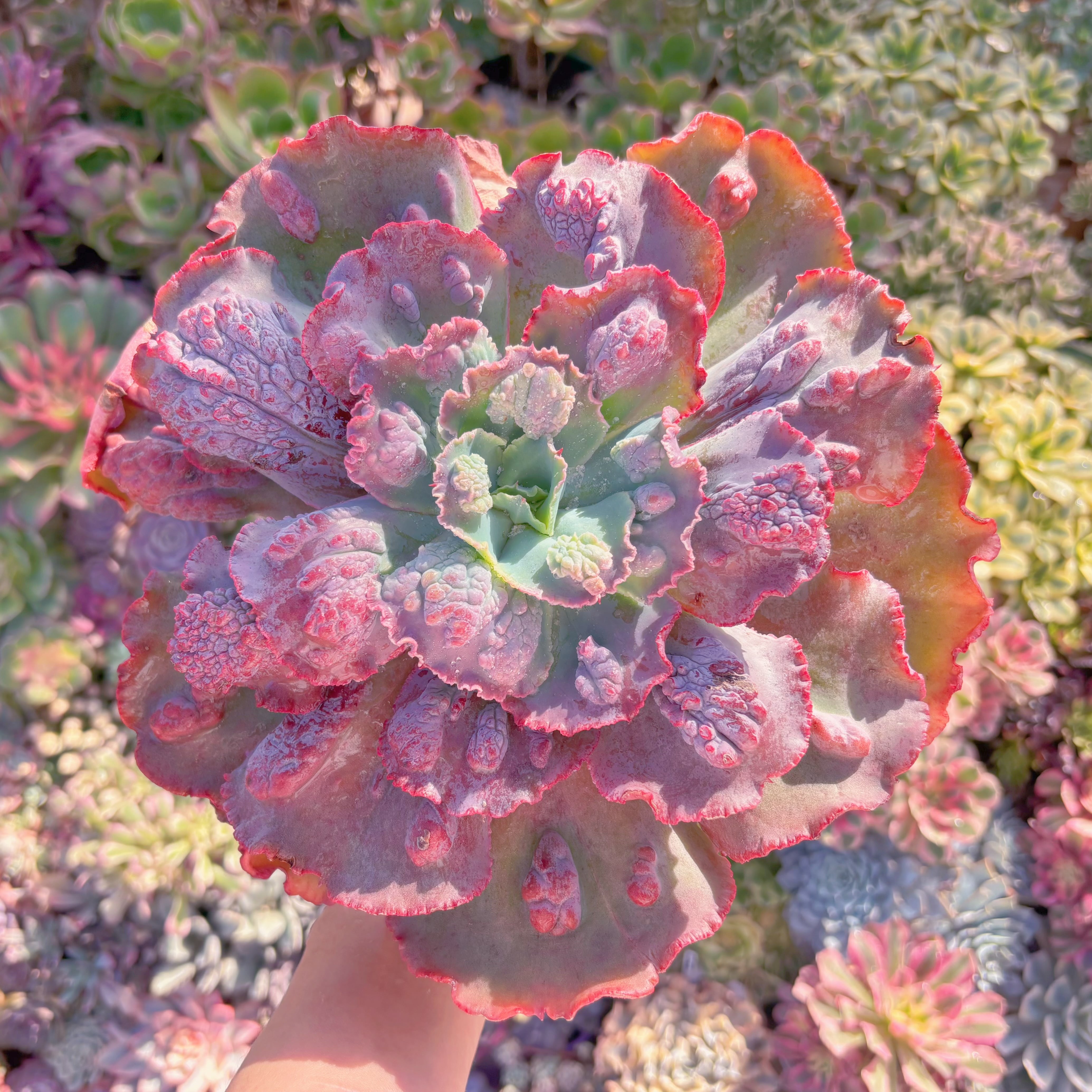 現品　カーニバル#F036　特大苗　るる農園