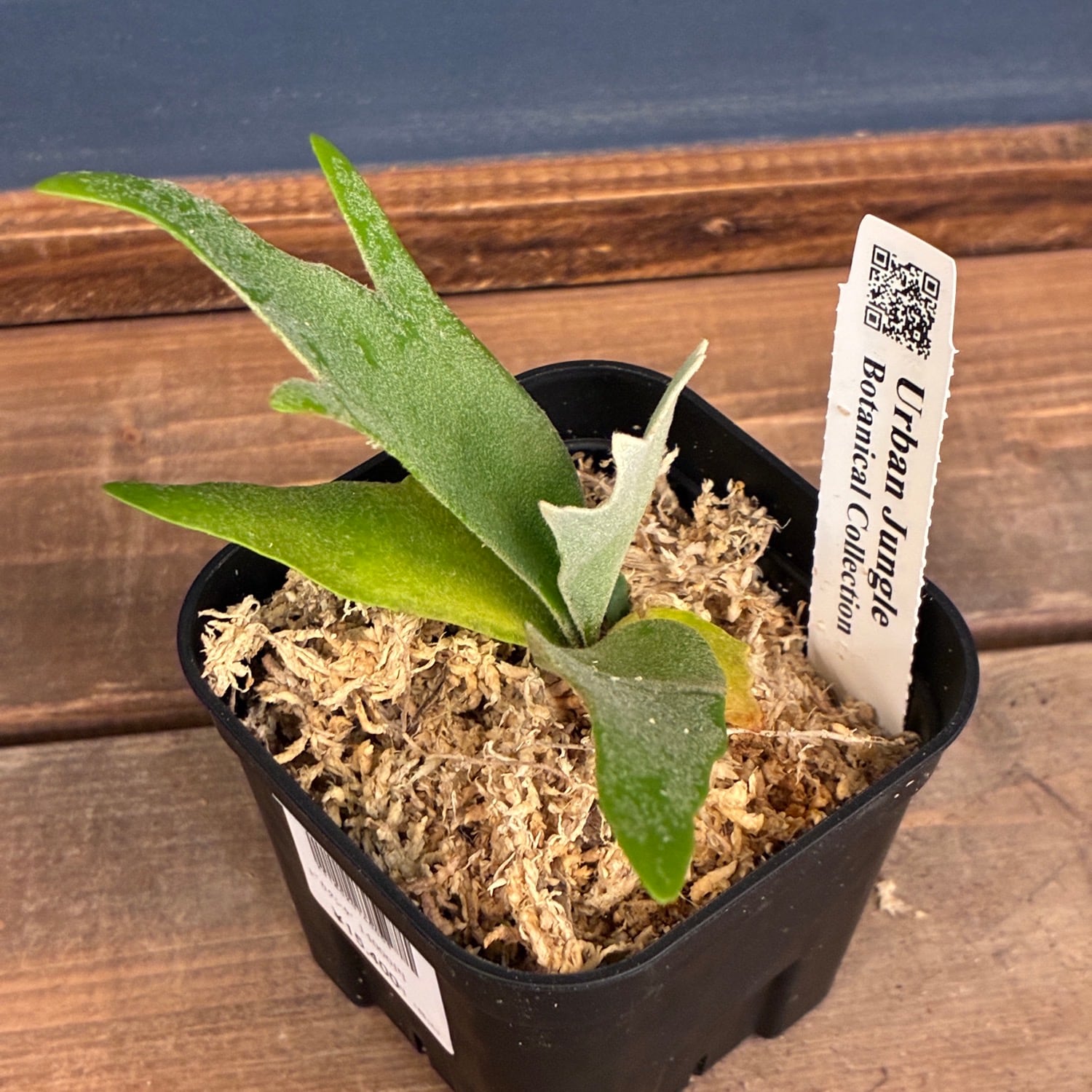 新着3日限定10%OFF】【UJ】ビカクシダ ジェニー P. willinckii 'Golden