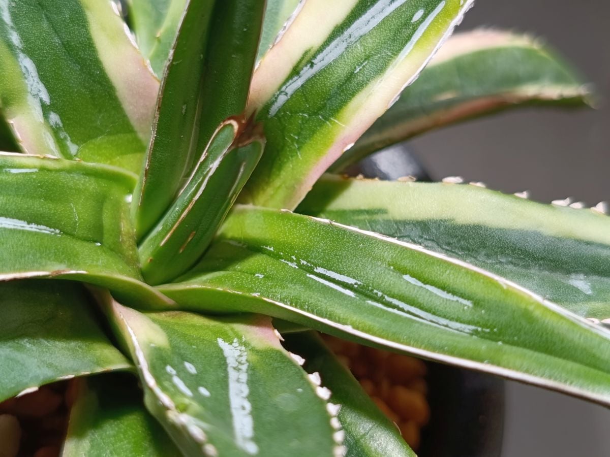 Agave victoriae-reginae f. variegata アガベ 笹の雪 覆輪斑 (後冴え