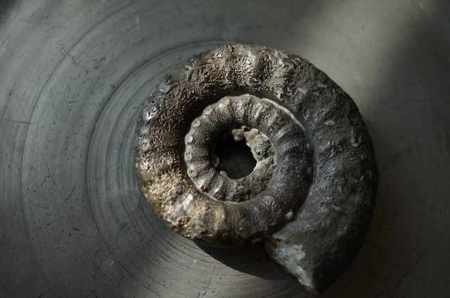 イギリス産黄鉄鉱化アンモナイト  Pyritized Ammonite 2314