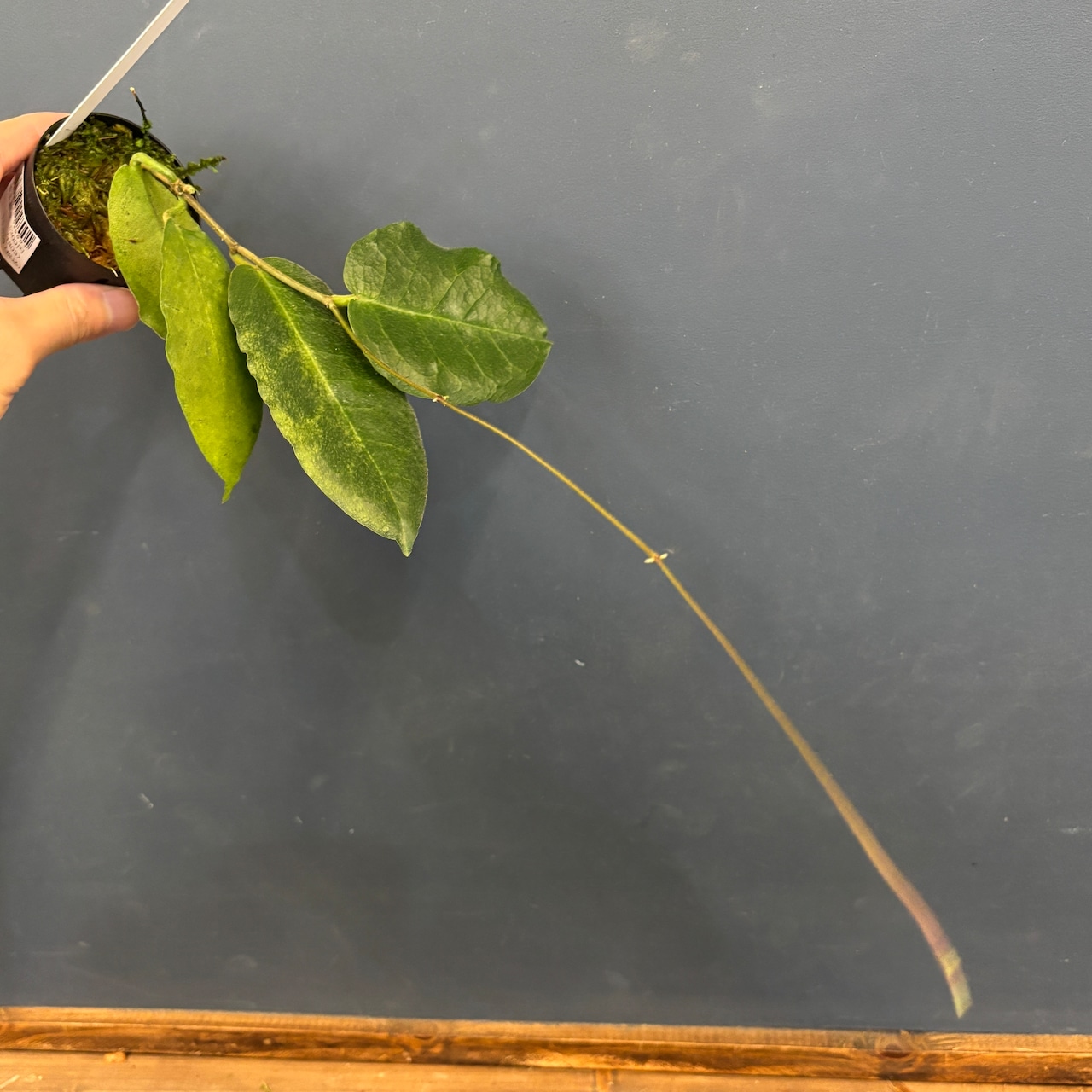 ホヤ versteegii【348】