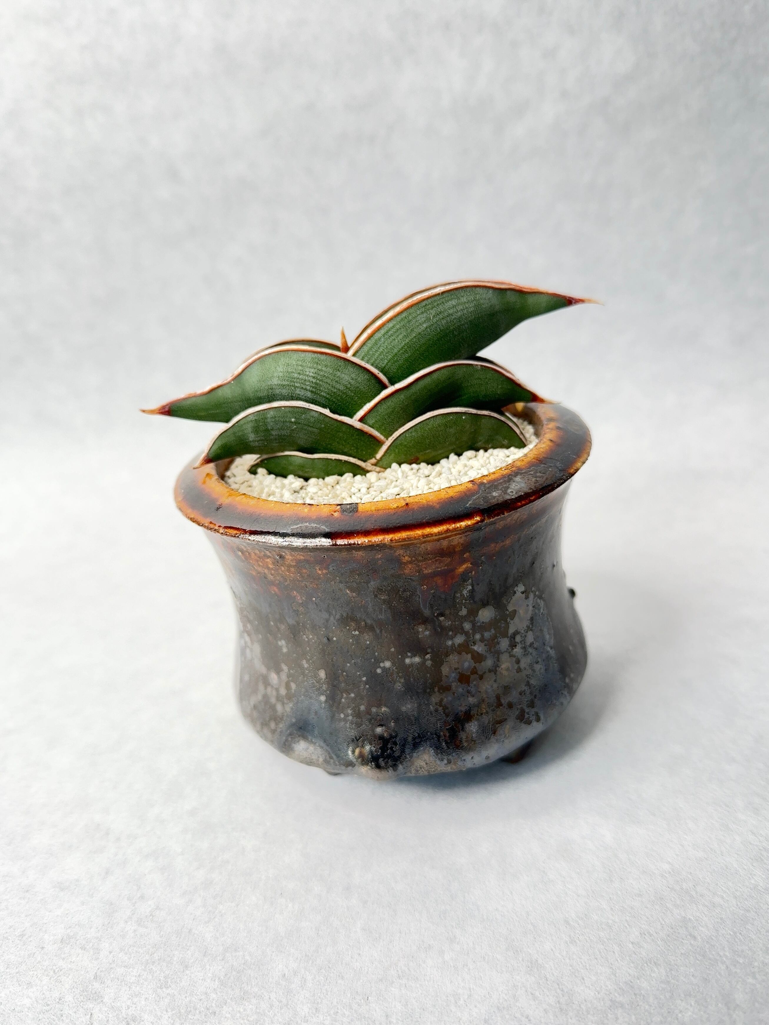 サンセベリア・ロリダ | trigger