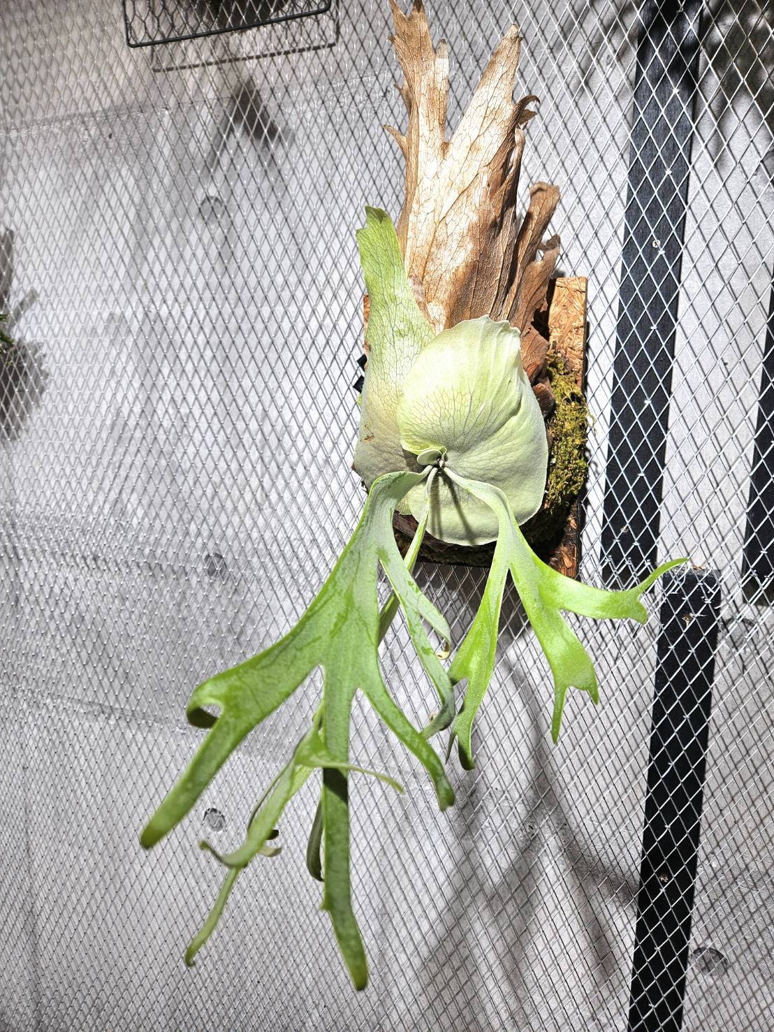 P.Willinckii cv. Songkhla 【artPLANTs】 ビカクシダ/Platycerium P.Willinckii cv. Songkhla 【artPLANTs】 ビカクシダ/Platycerium