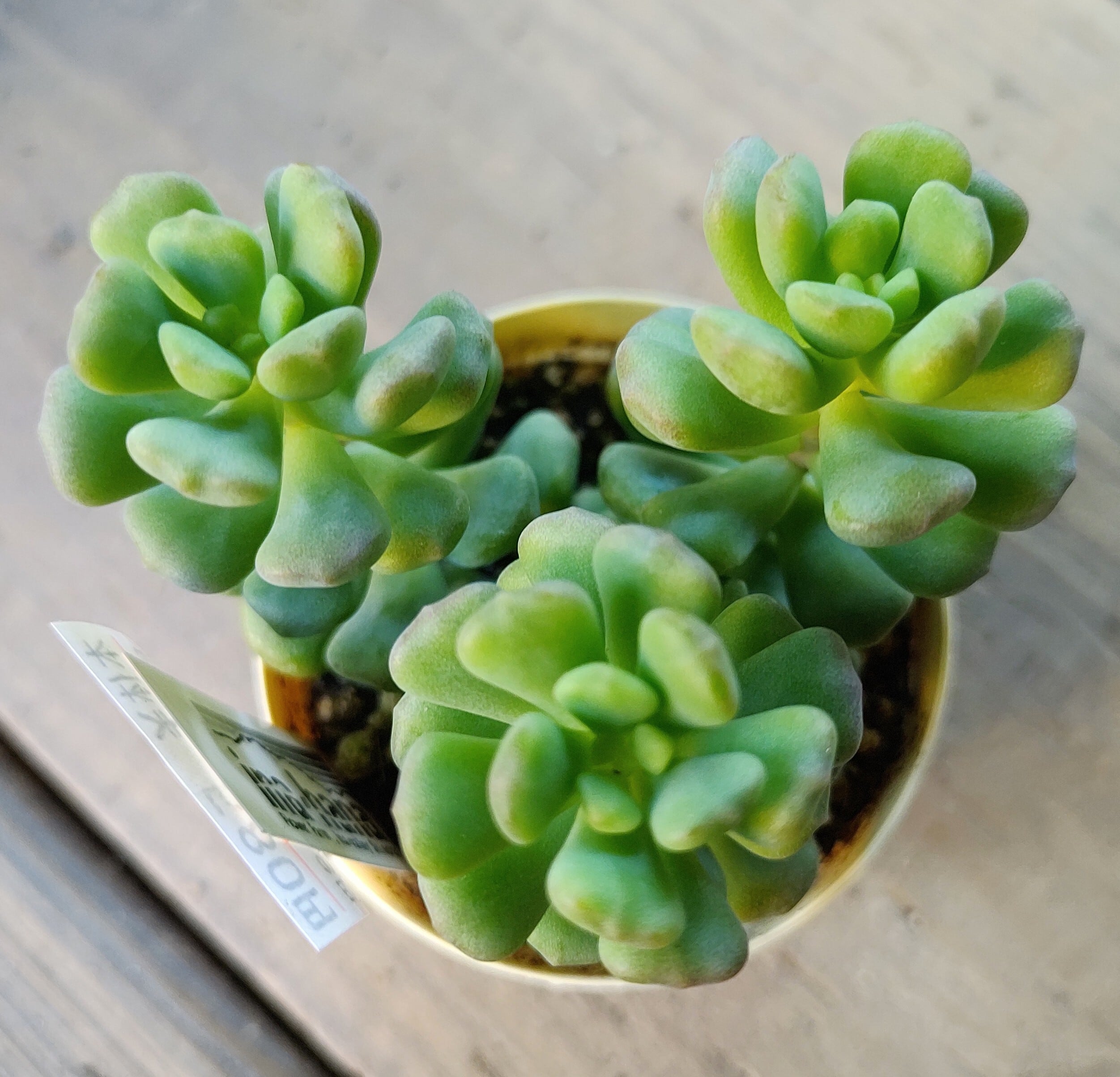 ワンダワンダー | RuPo 多肉植物専門店