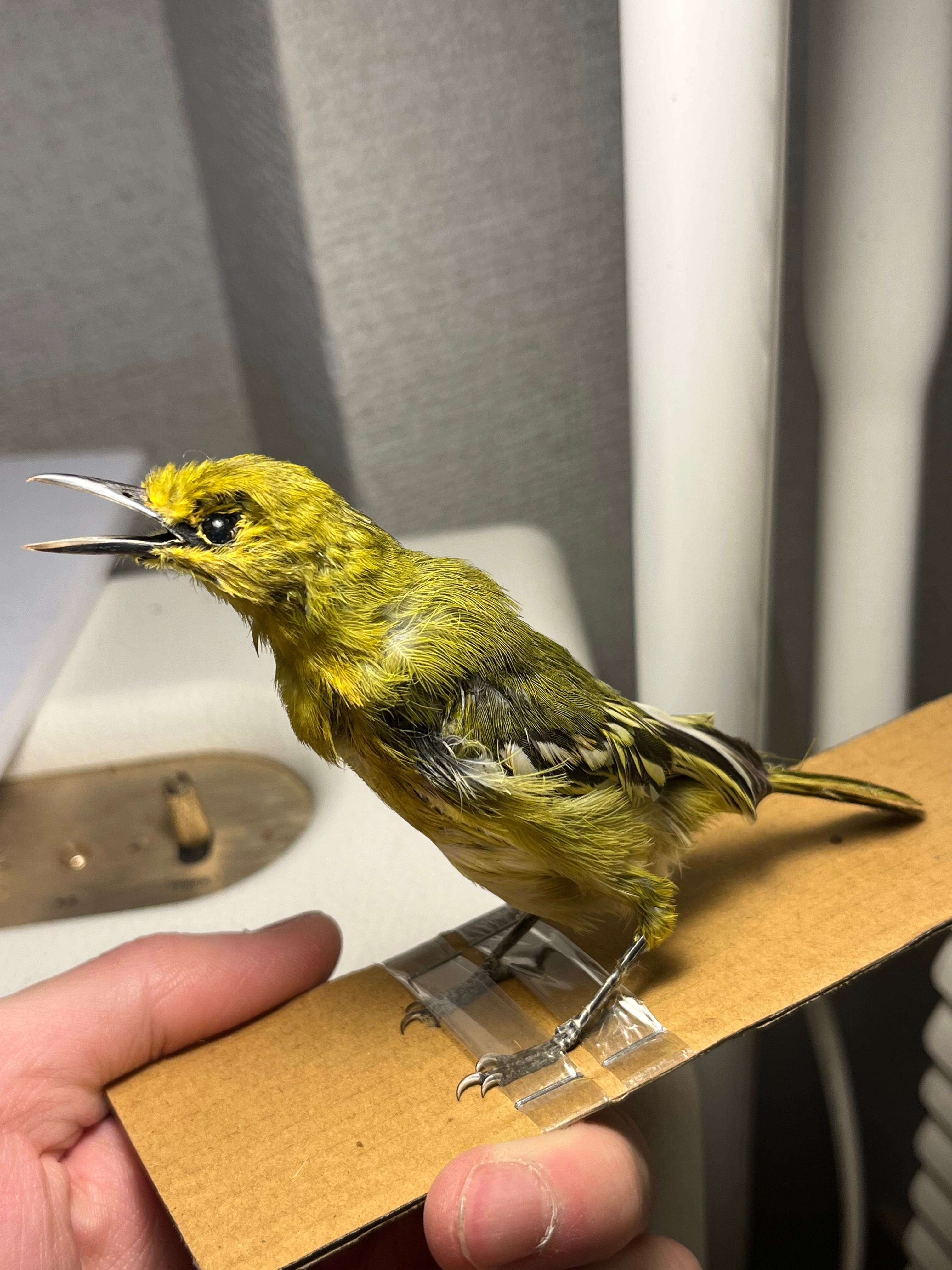 【鳥剥製】コウヨウジャク 標本 streaked weaver 鳥剥製】コウヨウジャク 標本 streaked weaver (Ploceus manyar) 野鳥