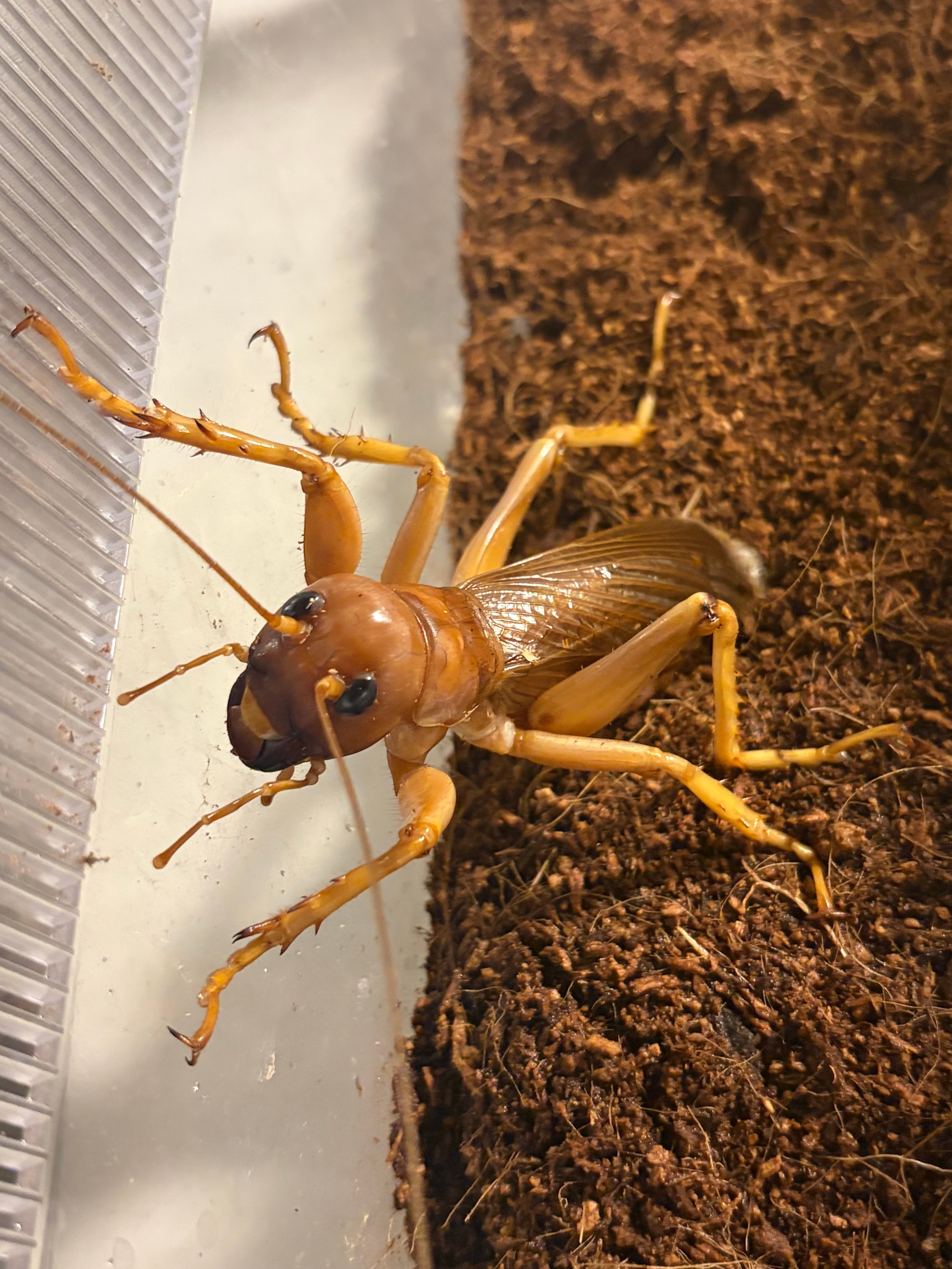 生体ペア】リオック Sia ferox コロギス 昆虫標本デュビアタランチュラ