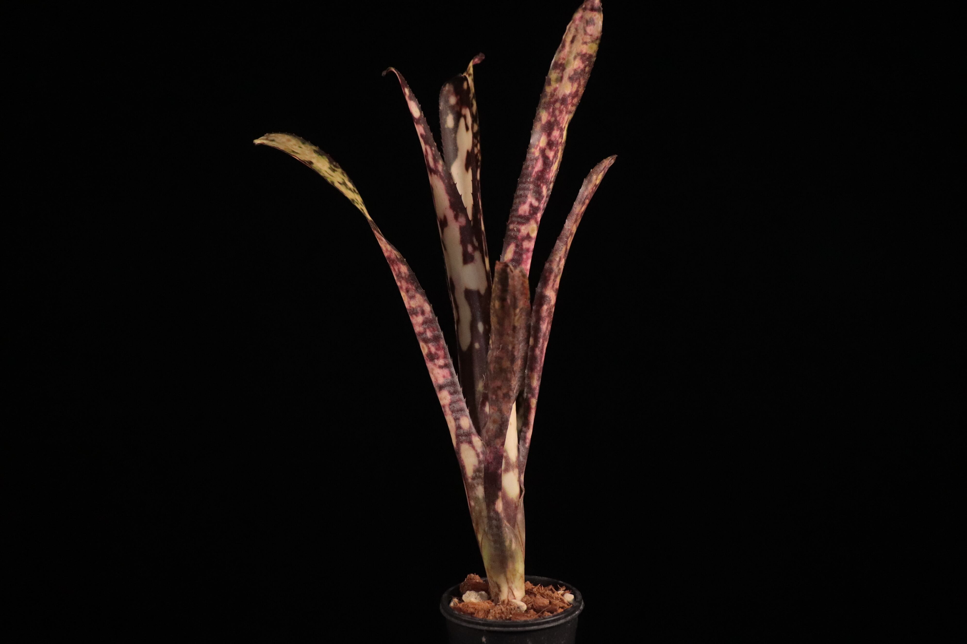 送料無料】Billbergia 'Kolan Express'〔ビルベルギア〕現品発送B0234