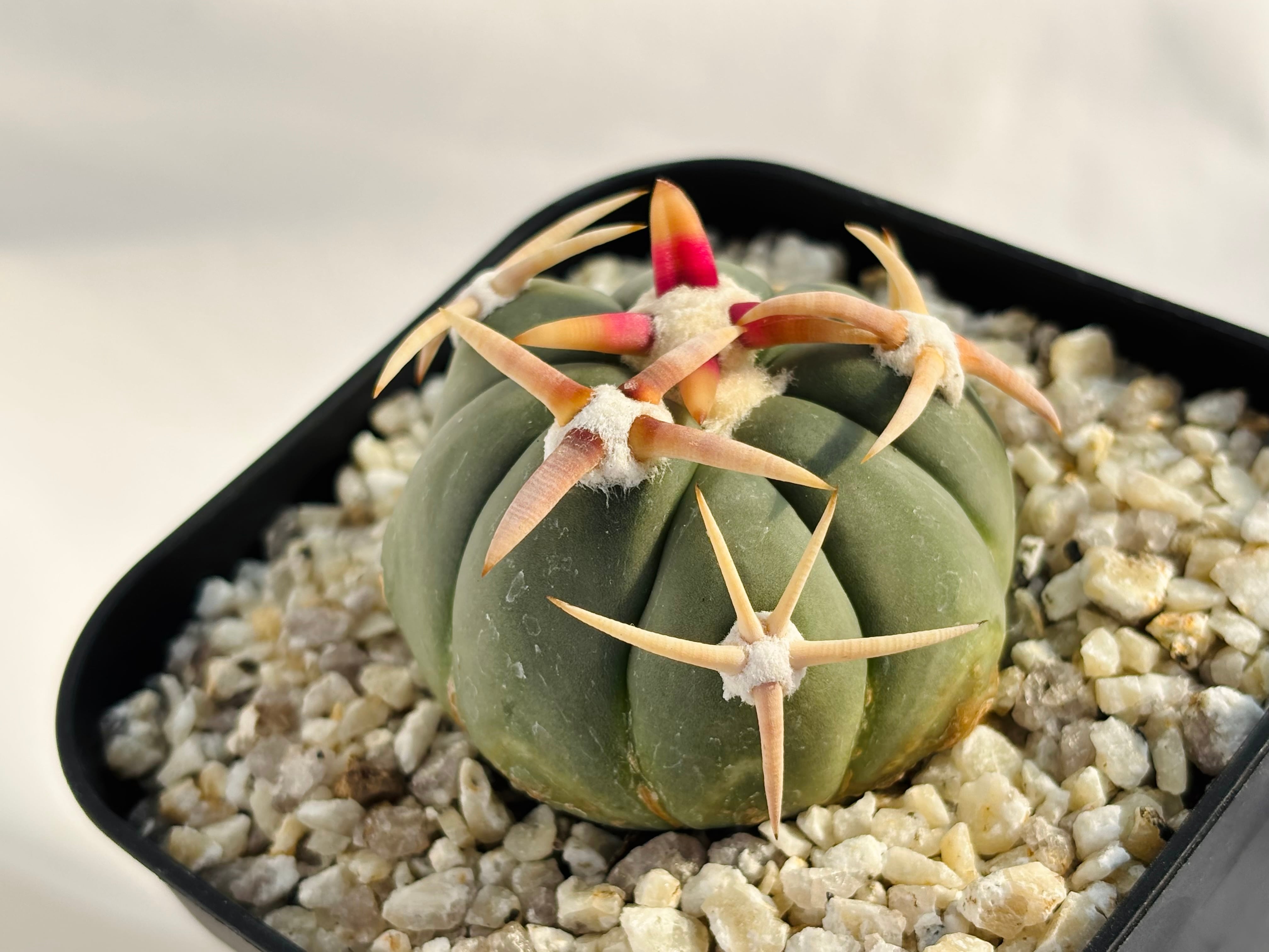 Echinocactus horizonthalonius エキノカクタス 白刺翠平丸 強刺選抜