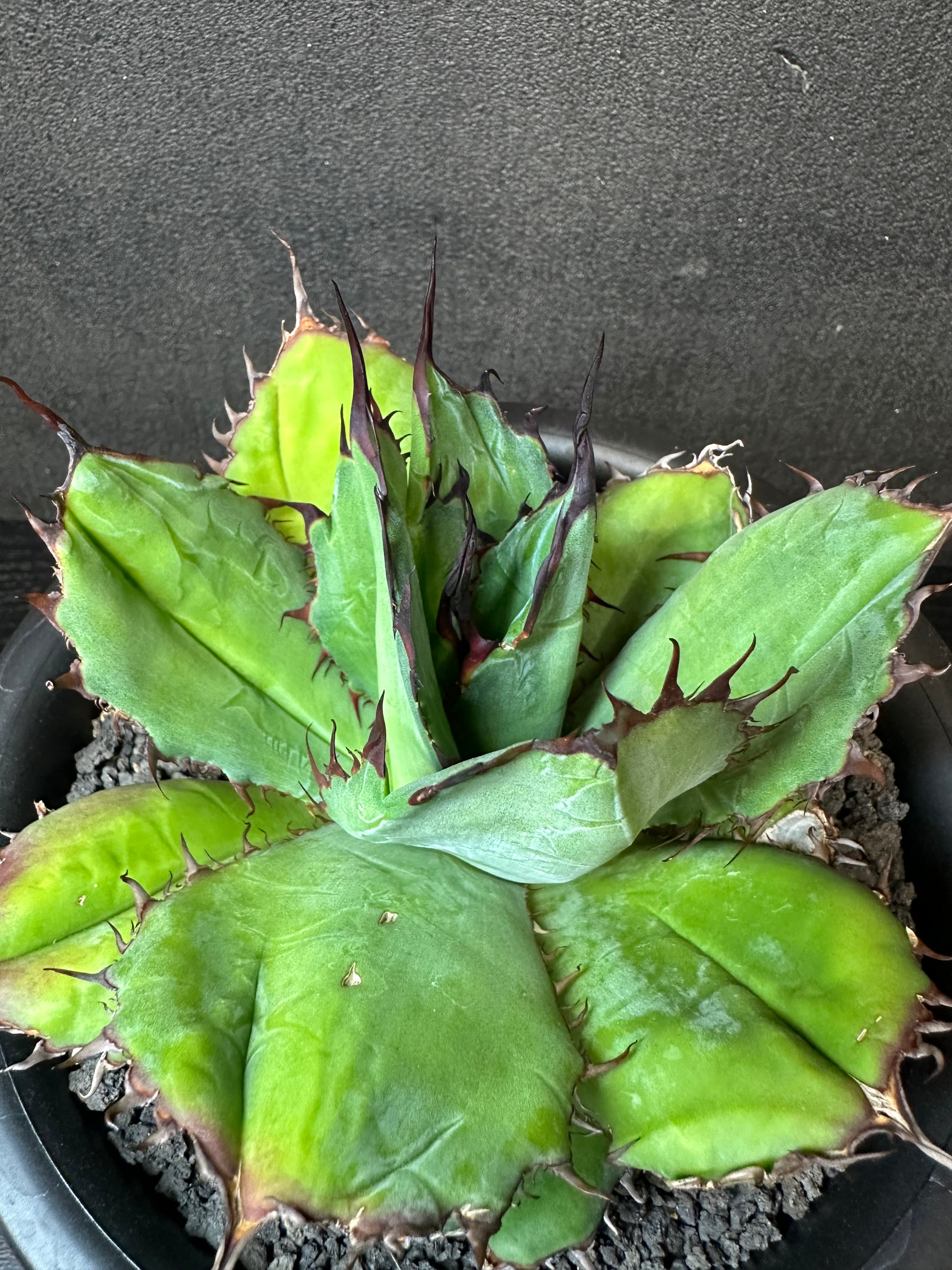 ハイブリッド | T Plants Labo