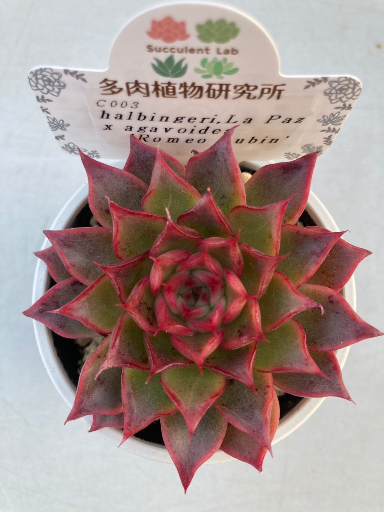 【現物商品】ラパス x ロメオルビン