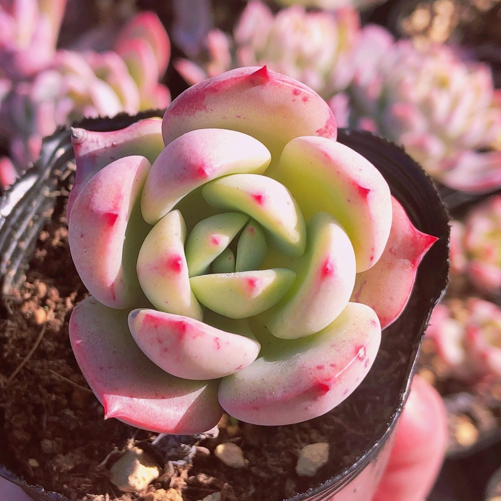 多肉植物　シャルモン 　抜き苗