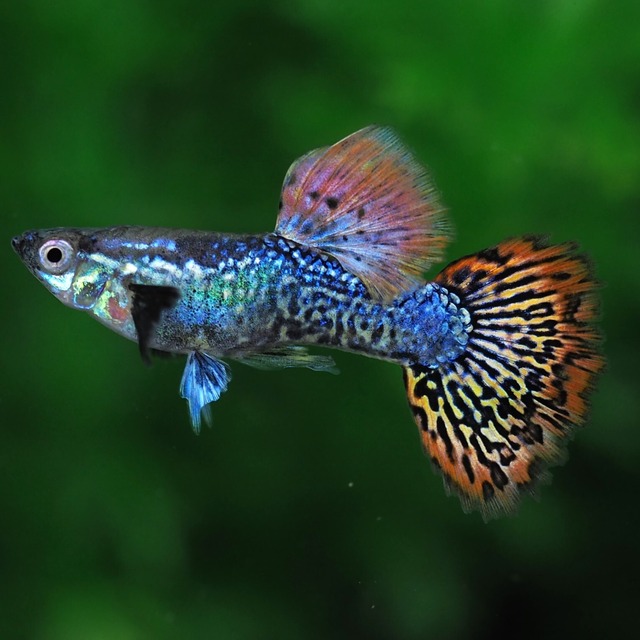 【セール】レッドドラゴン 若魚2ペア＋おまけ種メス1匹