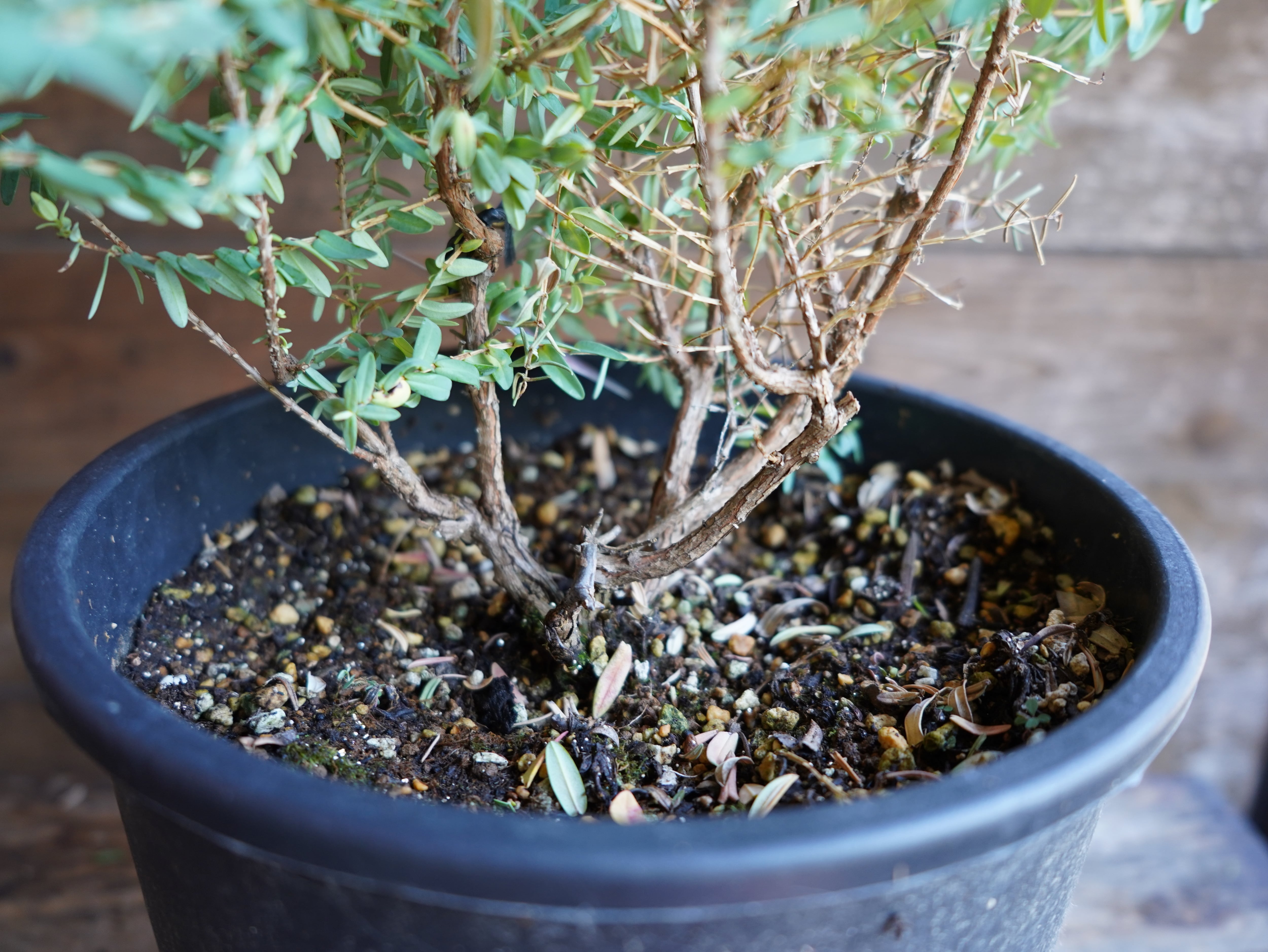 【現物】ダーウィニア　”シトリオドーラ”