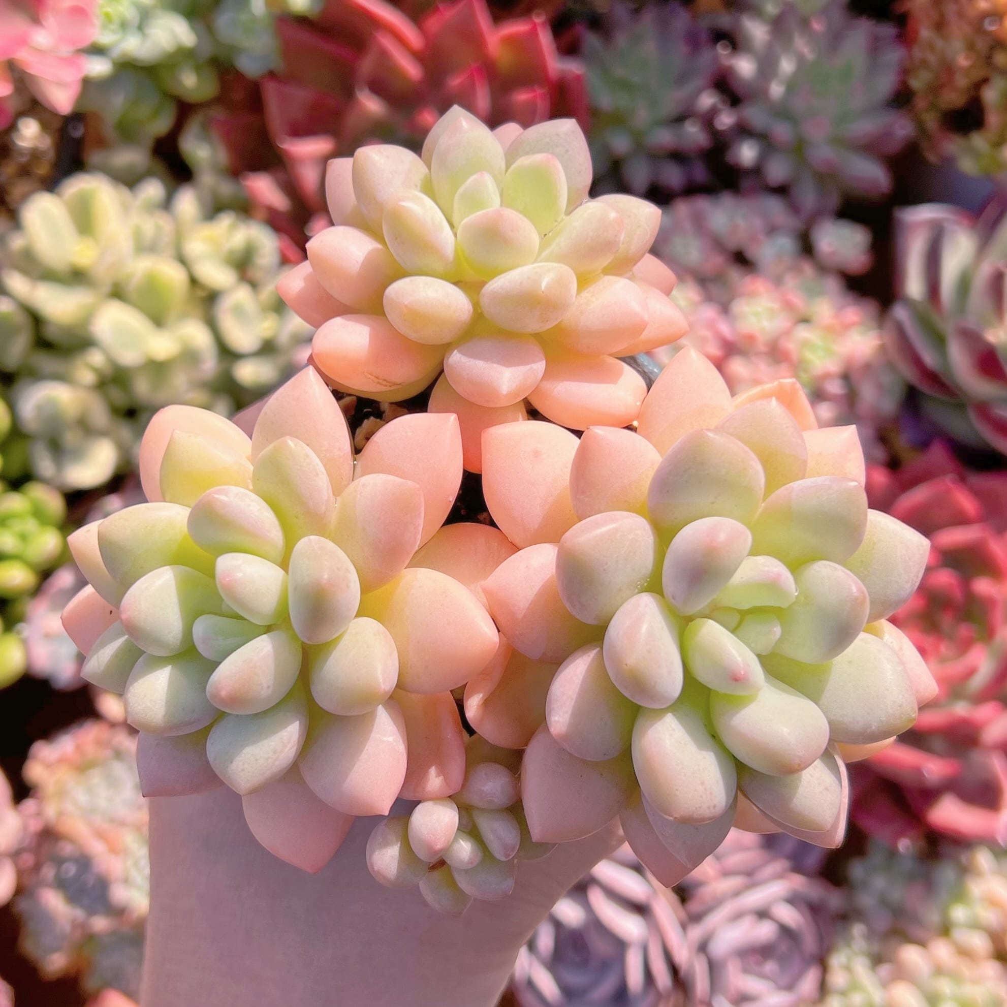 多肉植物 ピンクパール群生 大苗 新入荷 るる農園 | るる農園~多肉植物専門