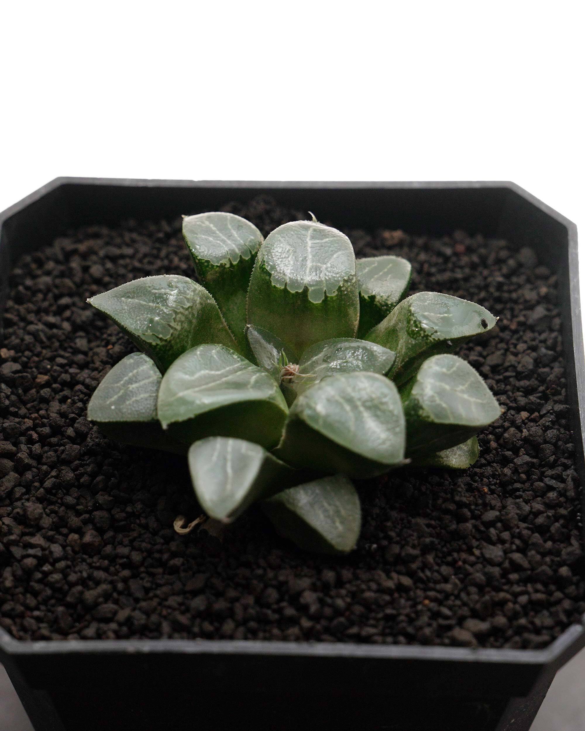 カット苗 ハオルチア 月影 Haworthia 'Tsukikage' | PUKUBOOK SUCCULENTS