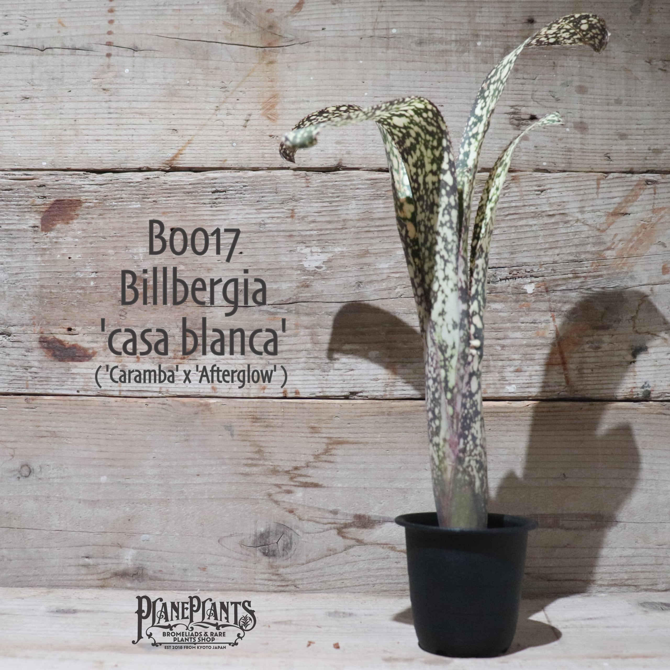 【送料無料】 Billbergia 'Casa Blanca' 〔ビルベルギア〕現品発送B0017