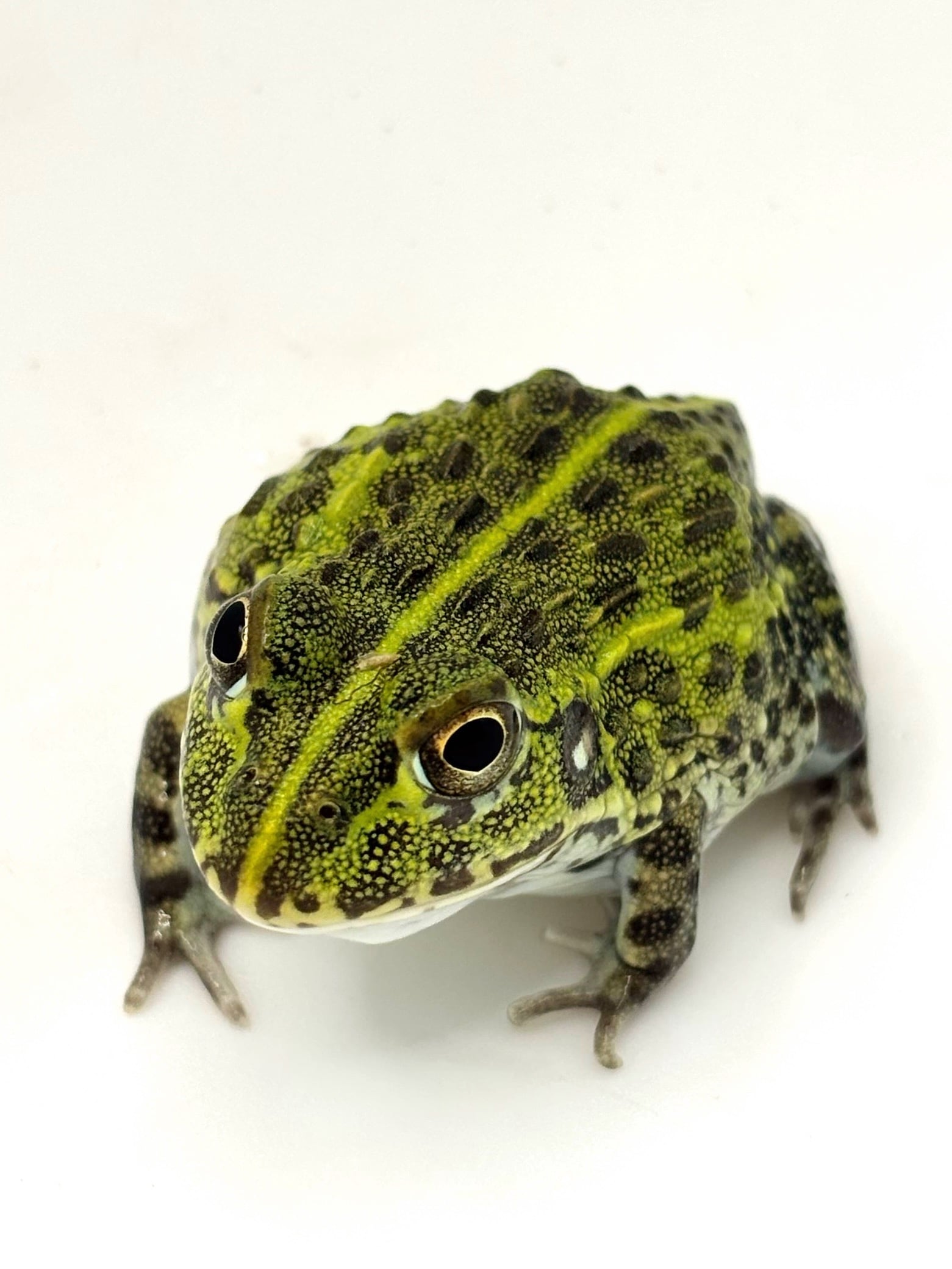 ババトラフガエル パラドックス 1匹 | まるころ商店〜まるくてころころ