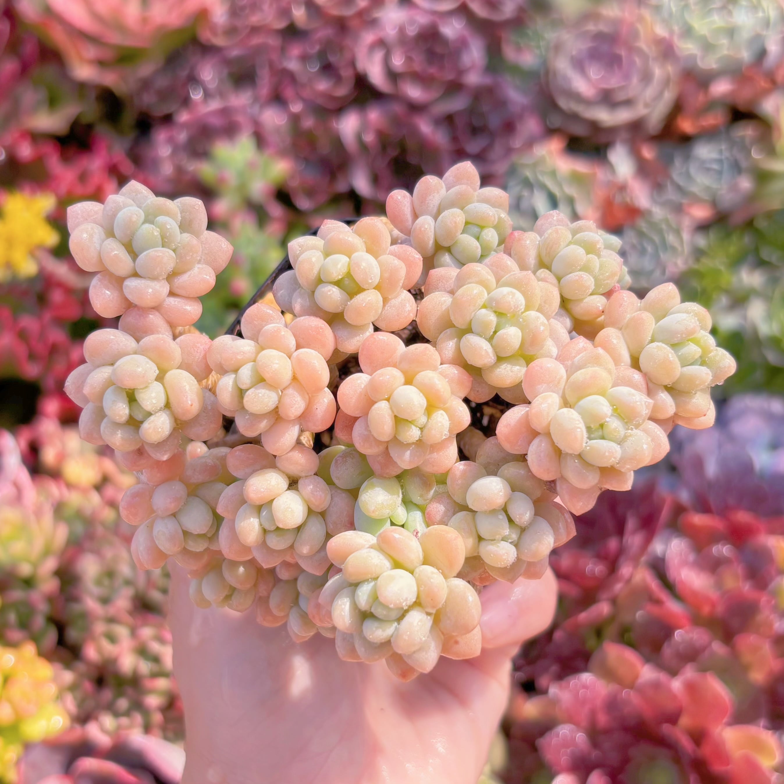 現品　キャビア#609　群生　るる農園